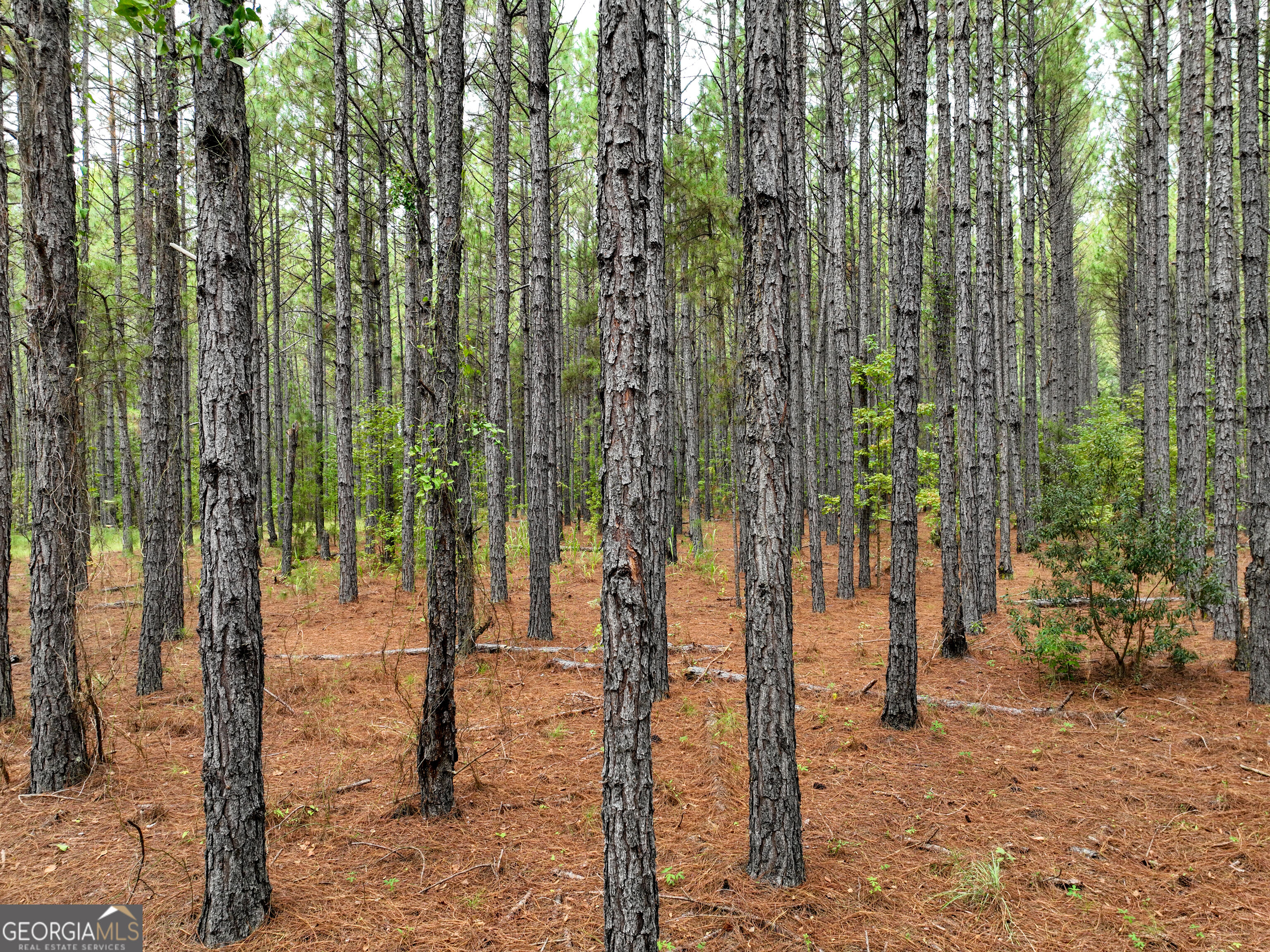 5889 Hammock Road Property Photo 13