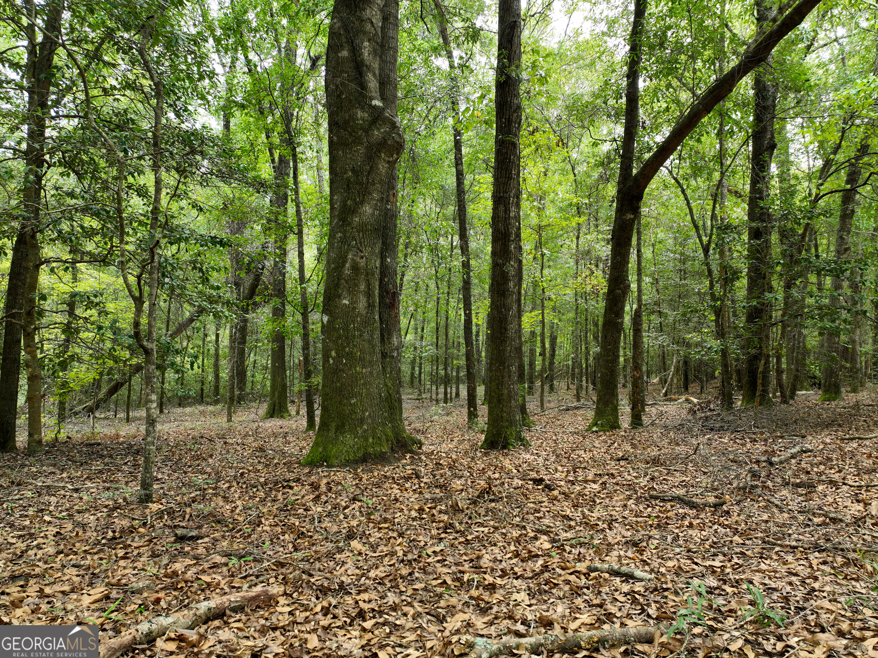 5889 Hammock Road Property Photo 18