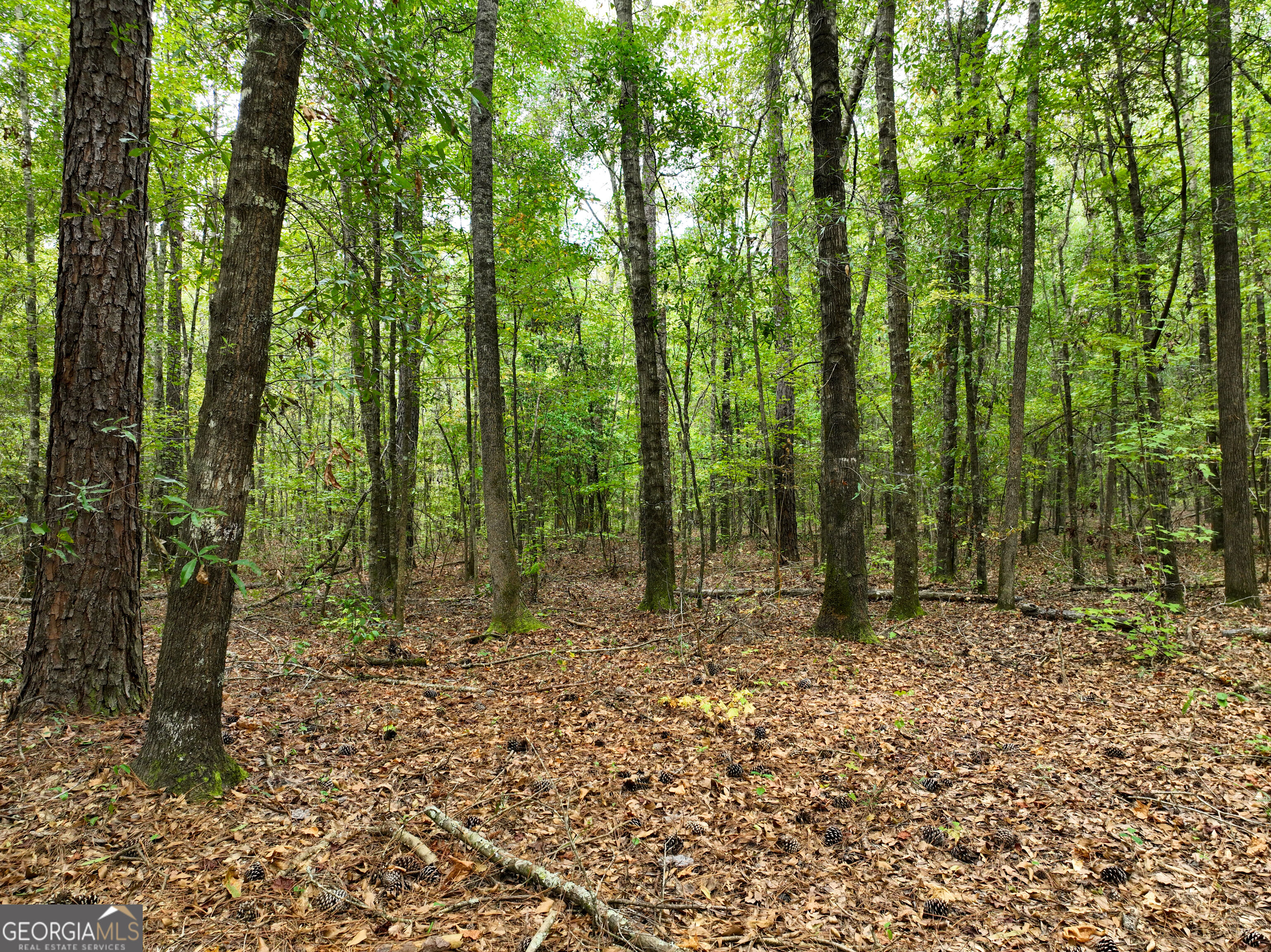 5889 Hammock Road Property Photo 34
