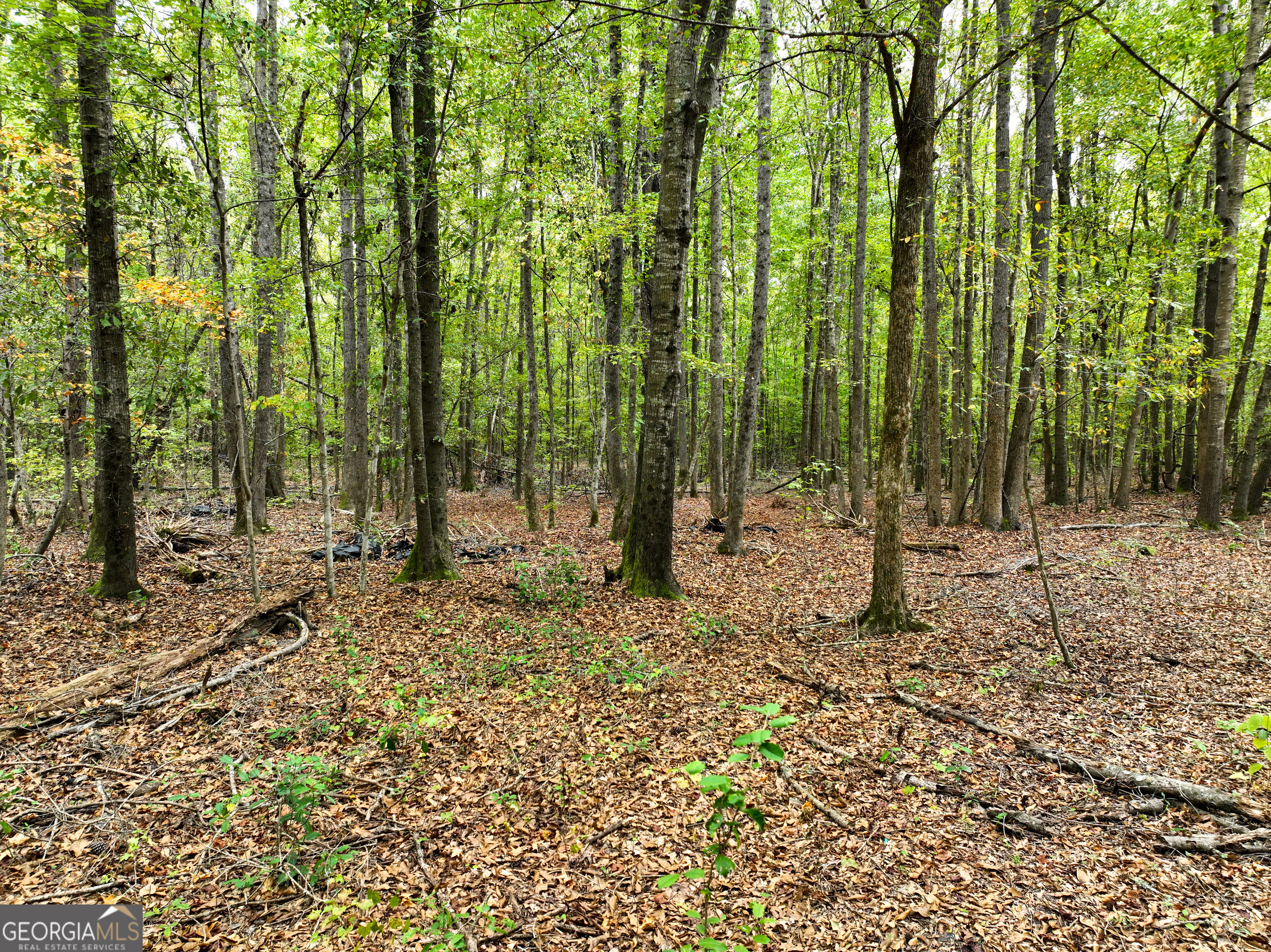 5889 Hammock Road Property Photo 39