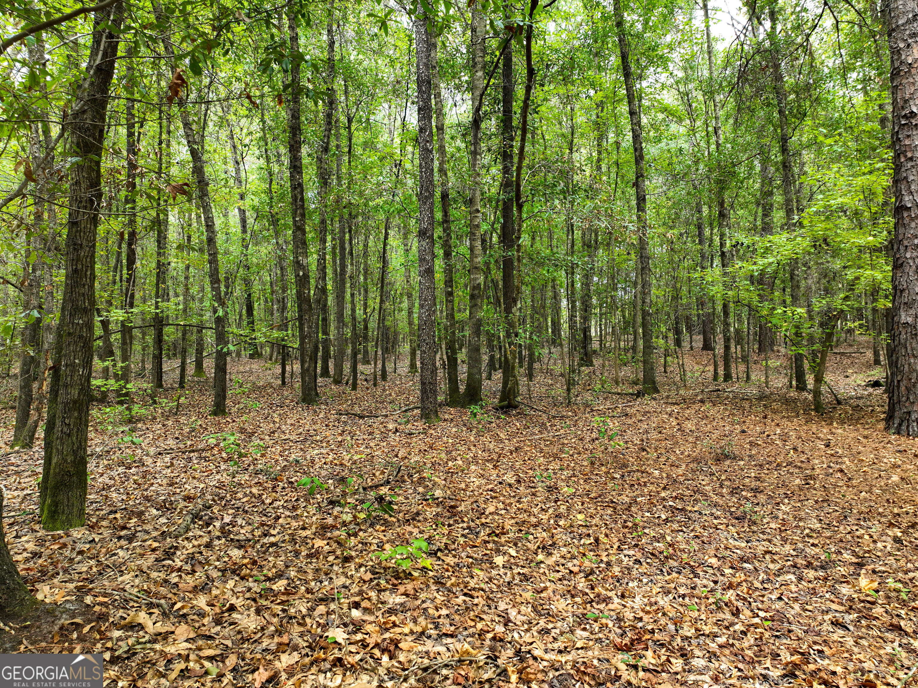 5889 Hammock Road Property Photo 41