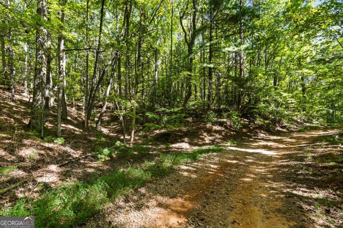 5.5 Acre Forest Service Rd 35 Property Photo 13