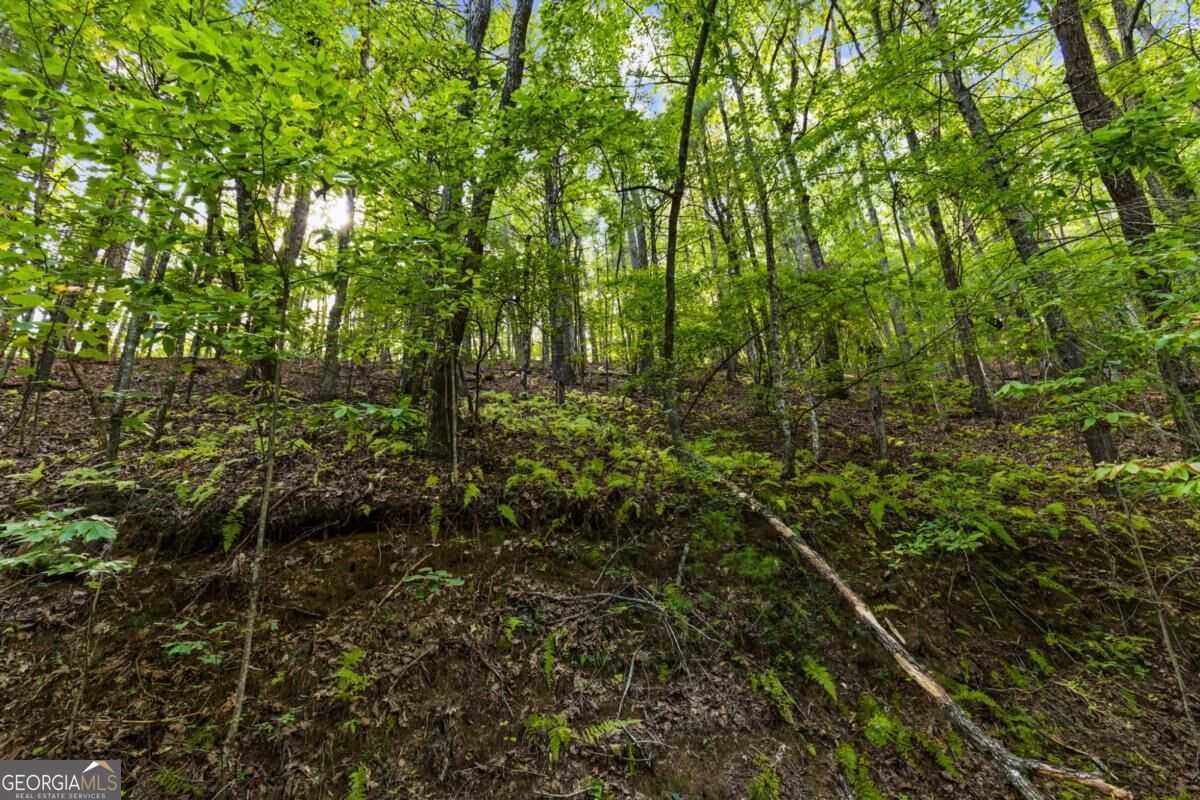 5.5 Acre Forest Service Rd 35 Property Photo 20