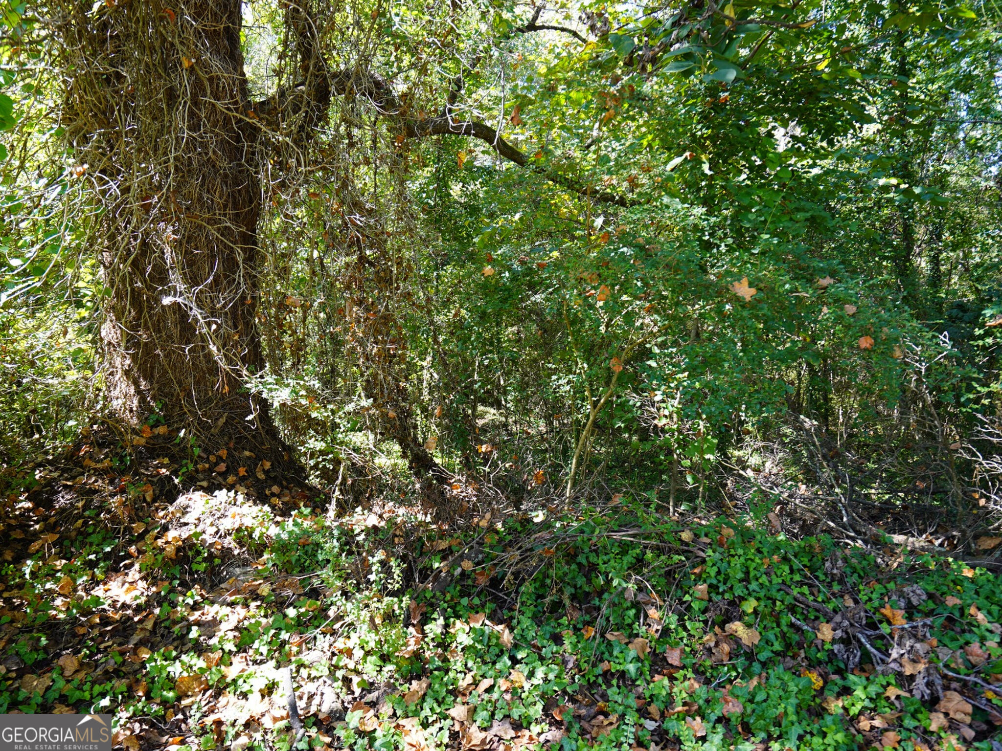 4.99 Acres Tye St Property Photo 11