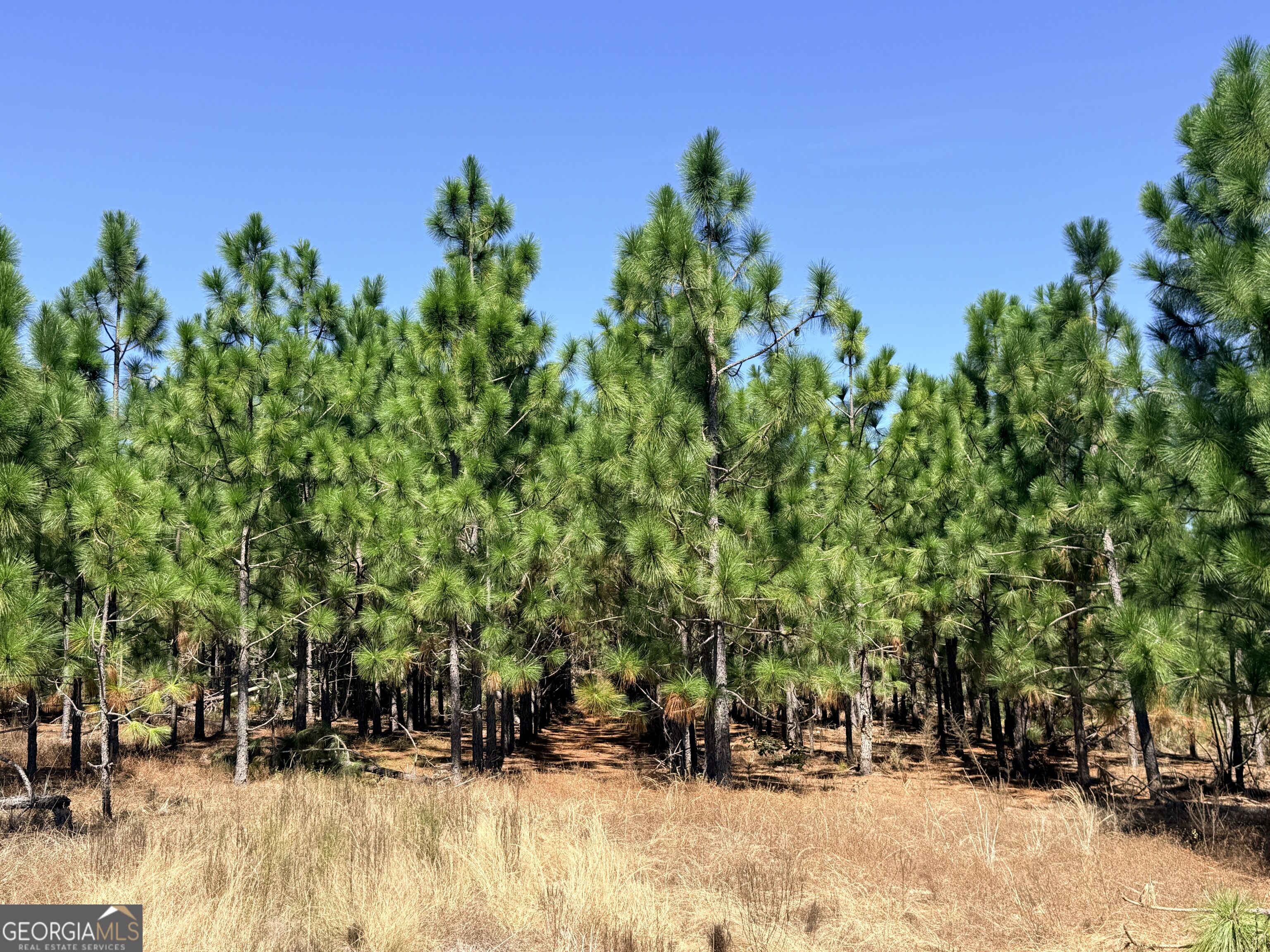 0 Altamaha Rd Property Photo 8