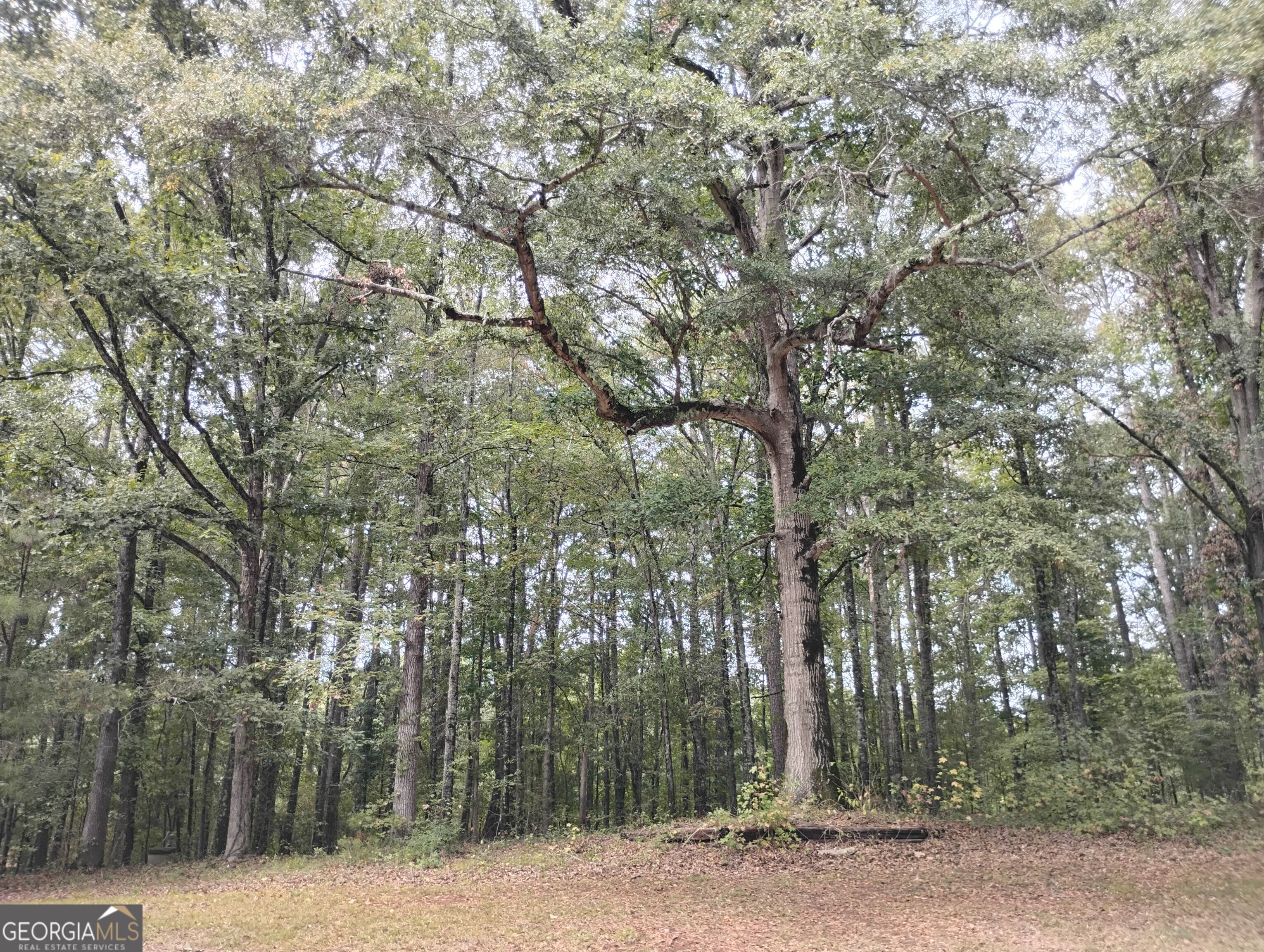 3000 White Pine Lane Property Photo 4