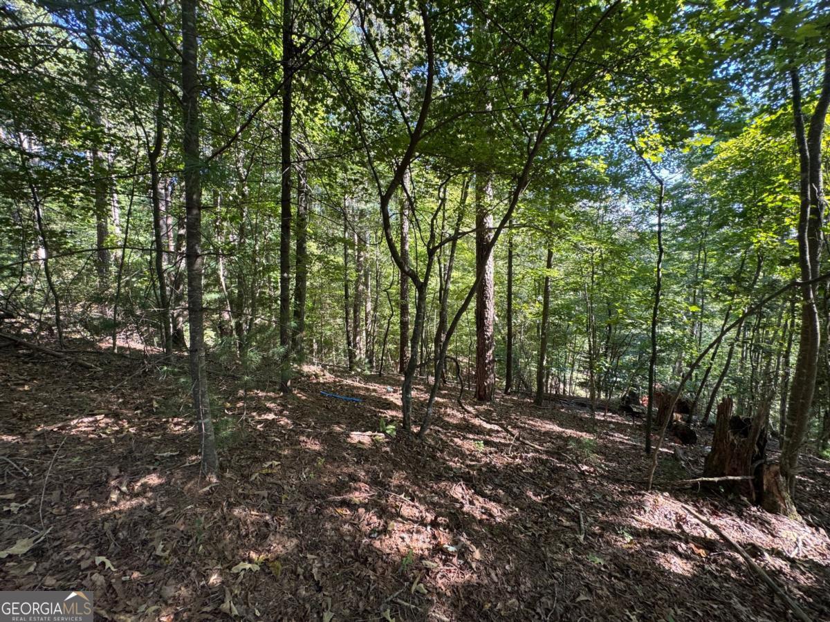 2.5 Ac Mango Lane # 733 Property Photo 6