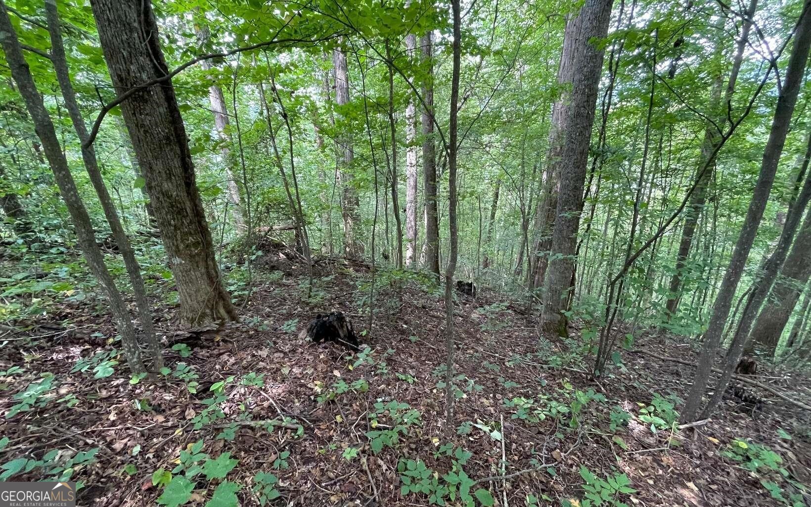 LOT 19 Bear Trail