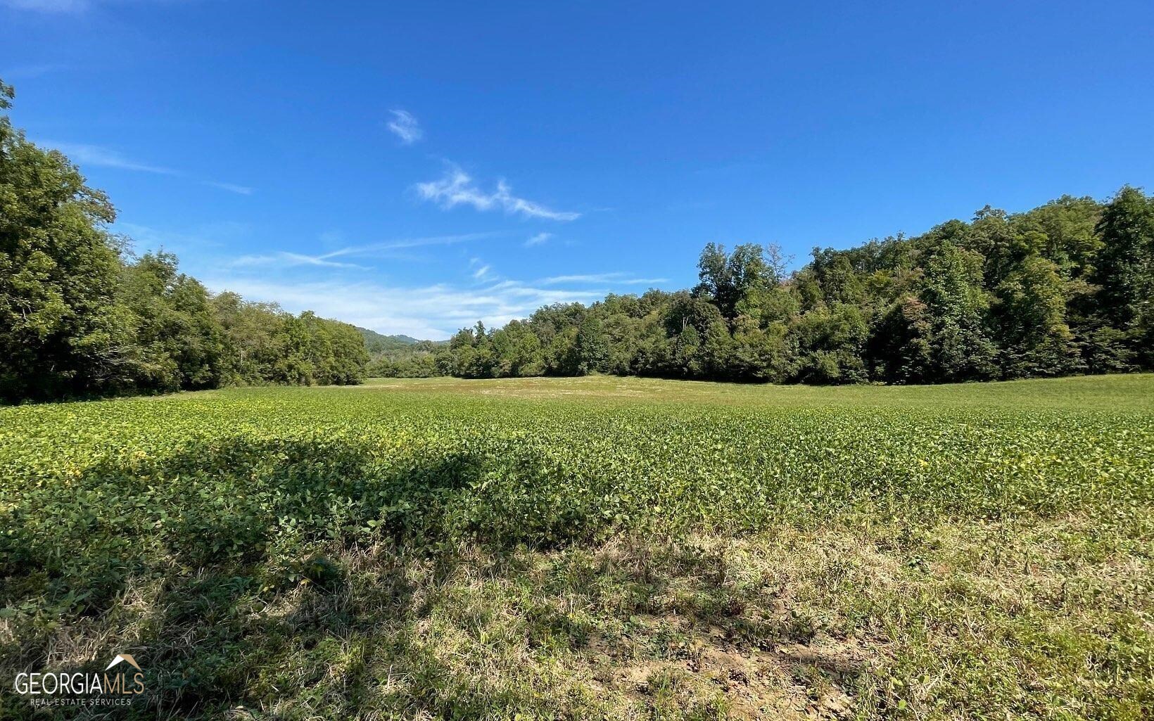 37+ Acres Jarrett Road Property Photo 3