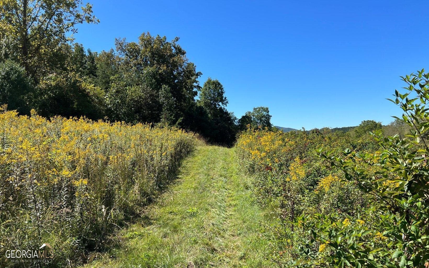 37+ Acres Jarrett Road Property Photo 22
