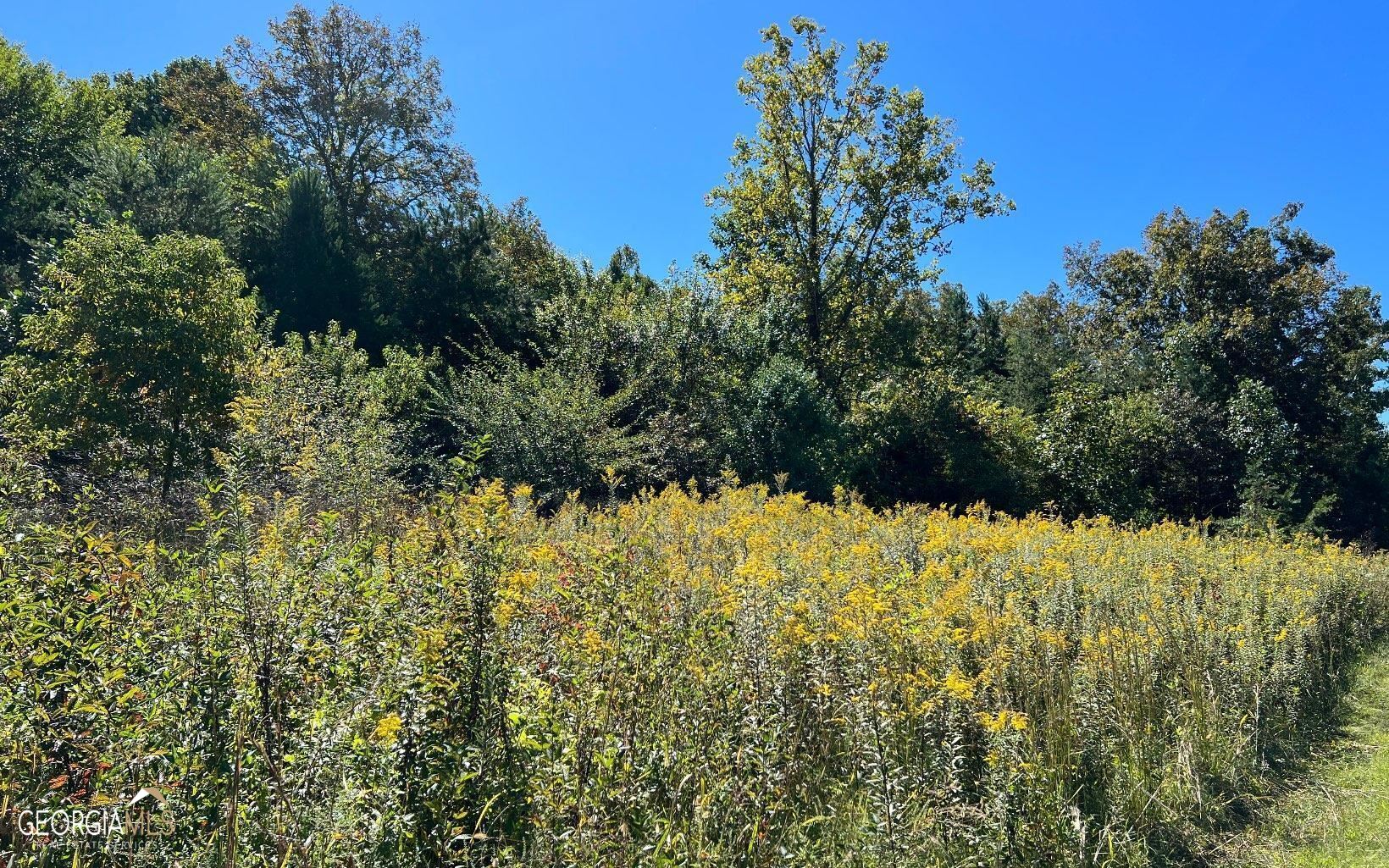 37+ Acres Jarrett Road Property Photo 23