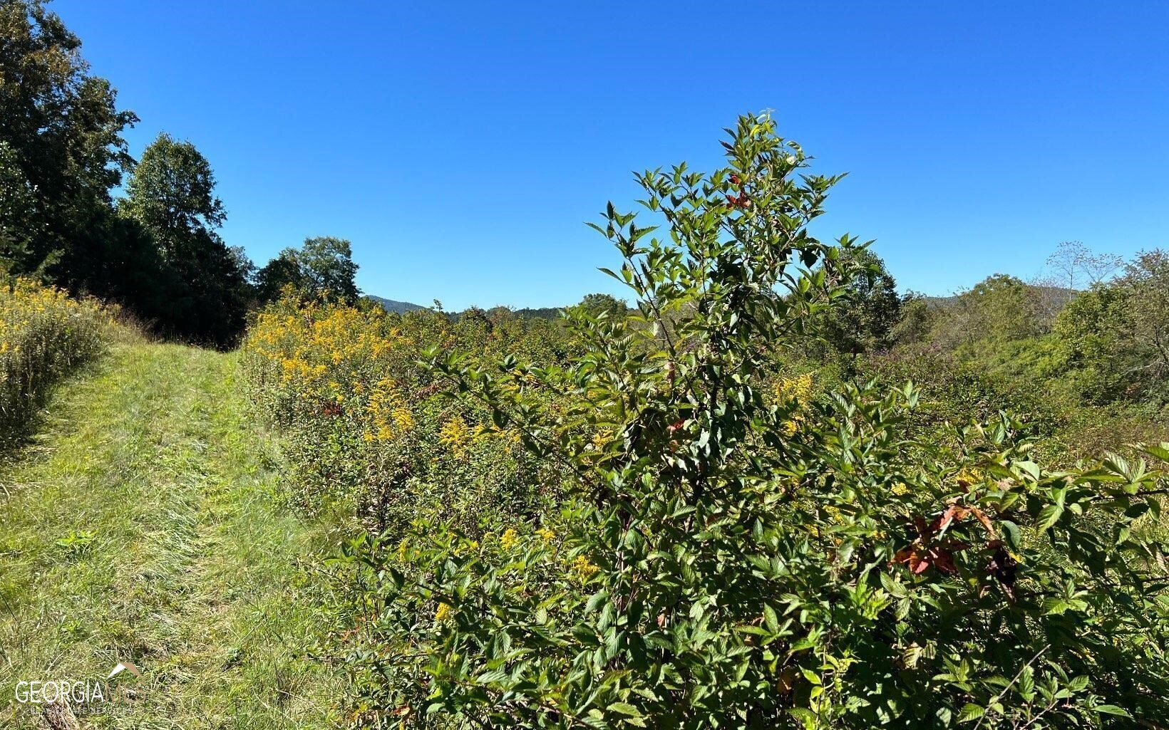 37+ Acres Jarrett Road Property Photo 24