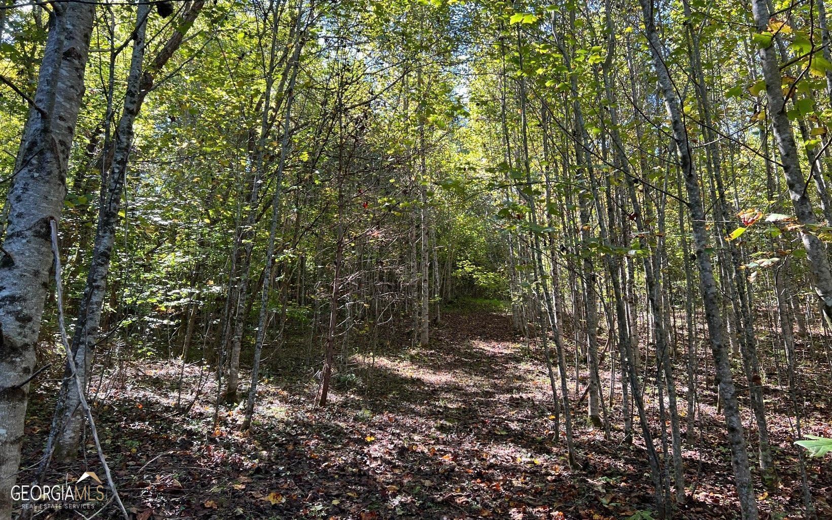 37+ Acres Jarrett Road Property Photo 31