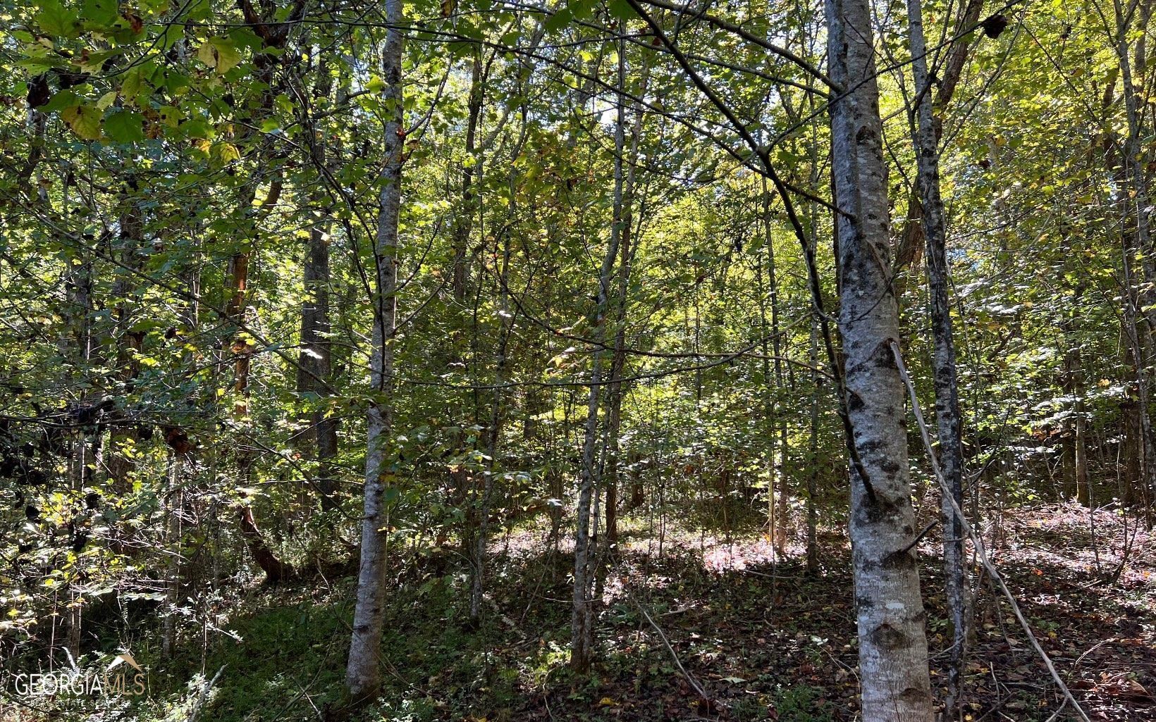 37+ Acres Jarrett Road Property Photo 32
