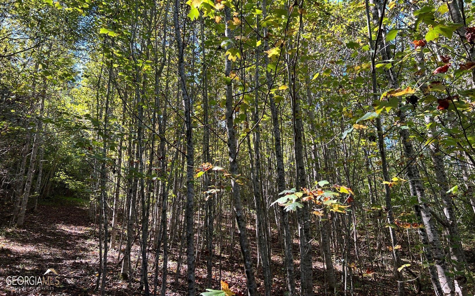 37+ Acres Jarrett Road Property Photo 33
