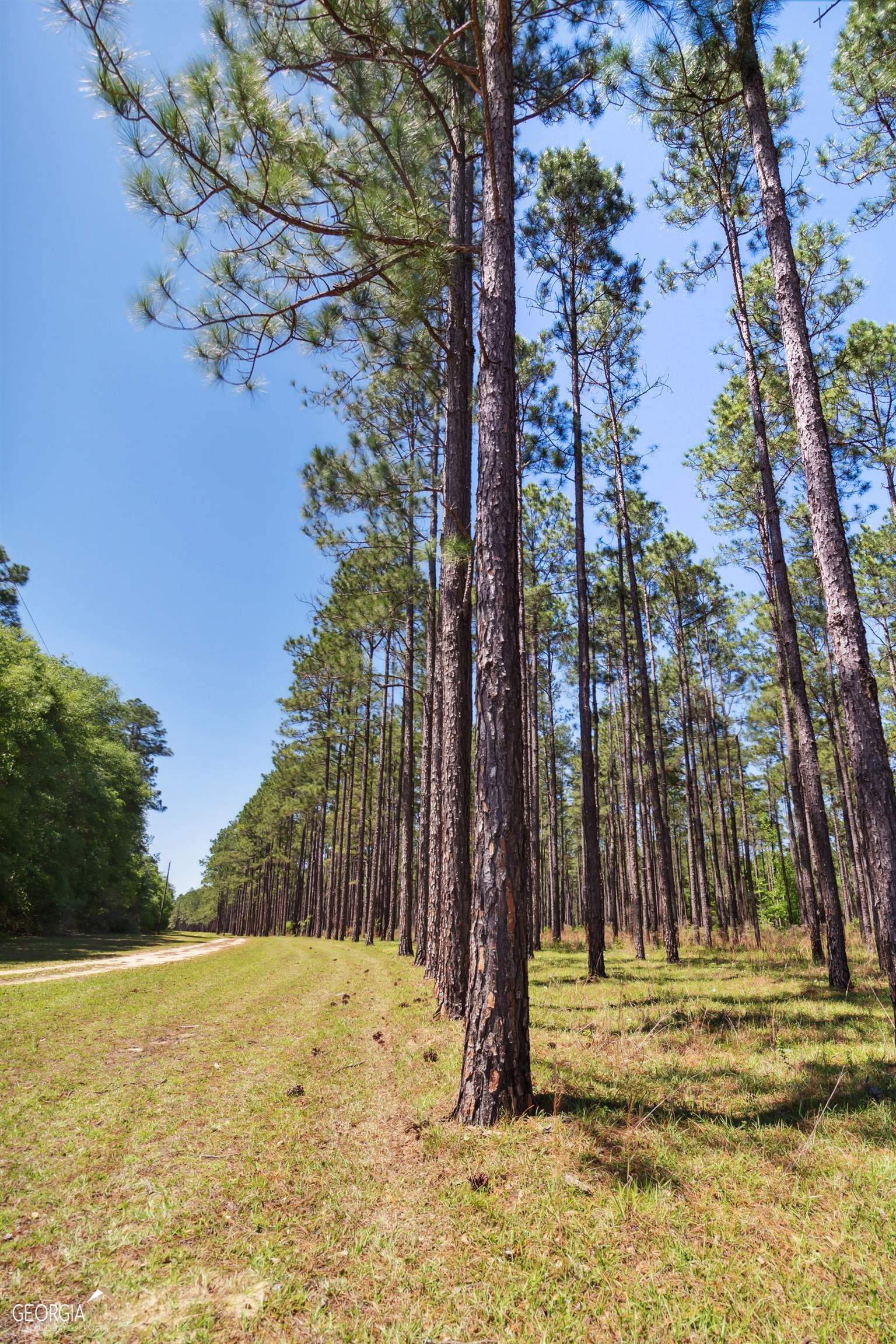 16299 Ga Hwy 46 Property Photo 28