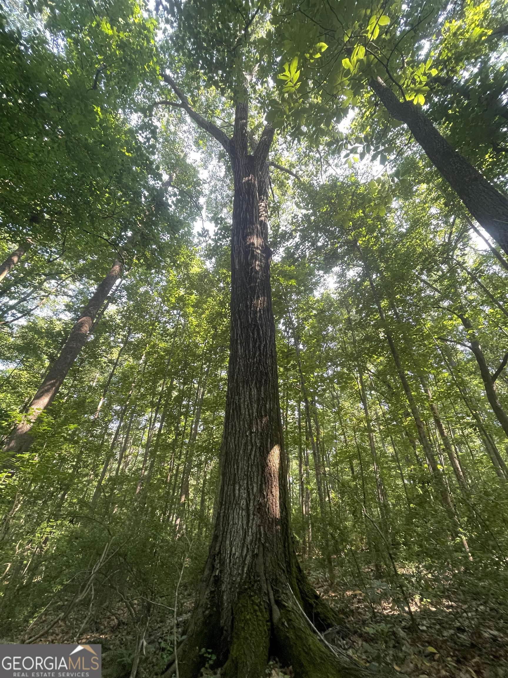 0 High Point Trail Property Photo 11
