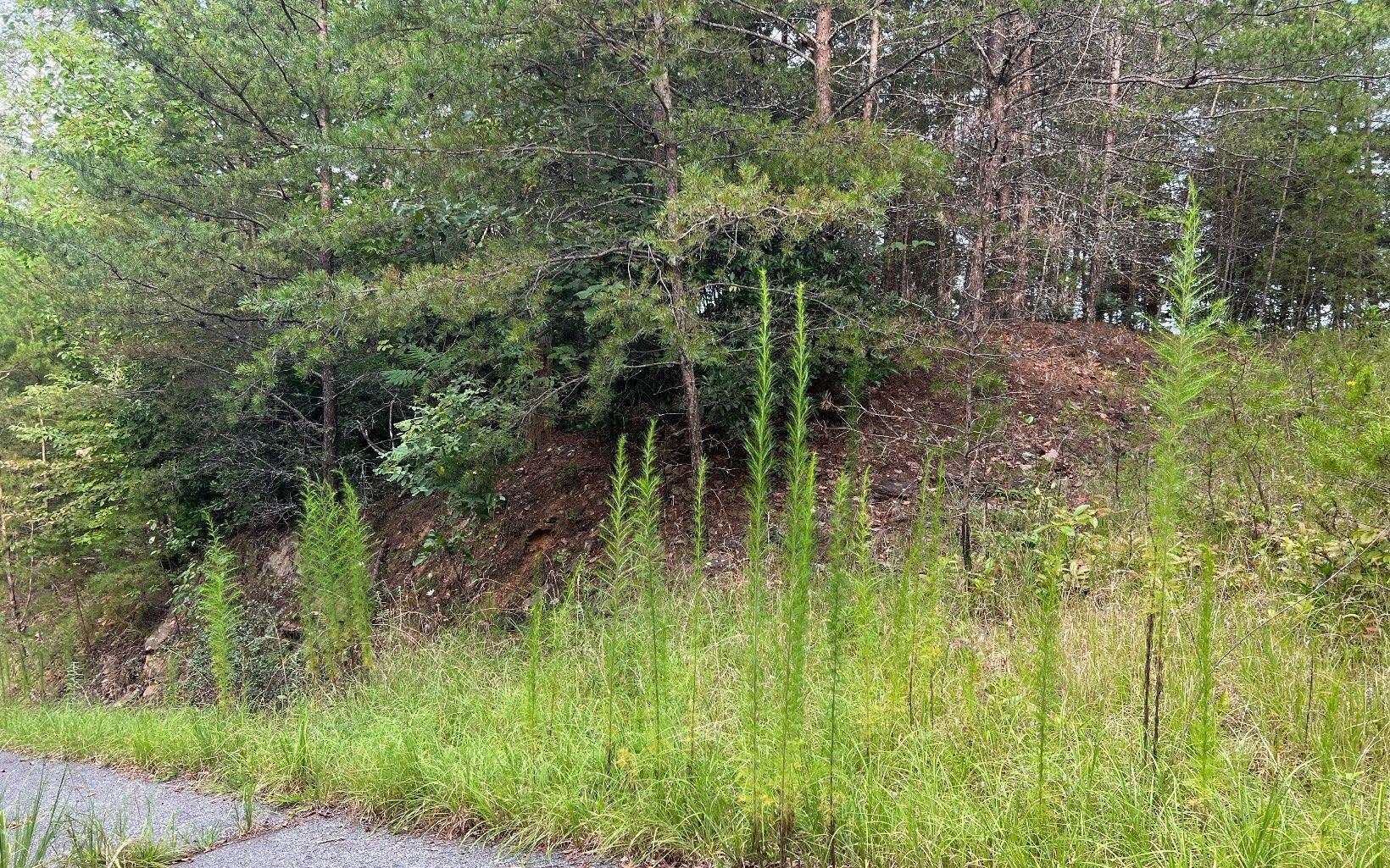 Lot 8 Preserve At Beach Mountain Property Photo 12