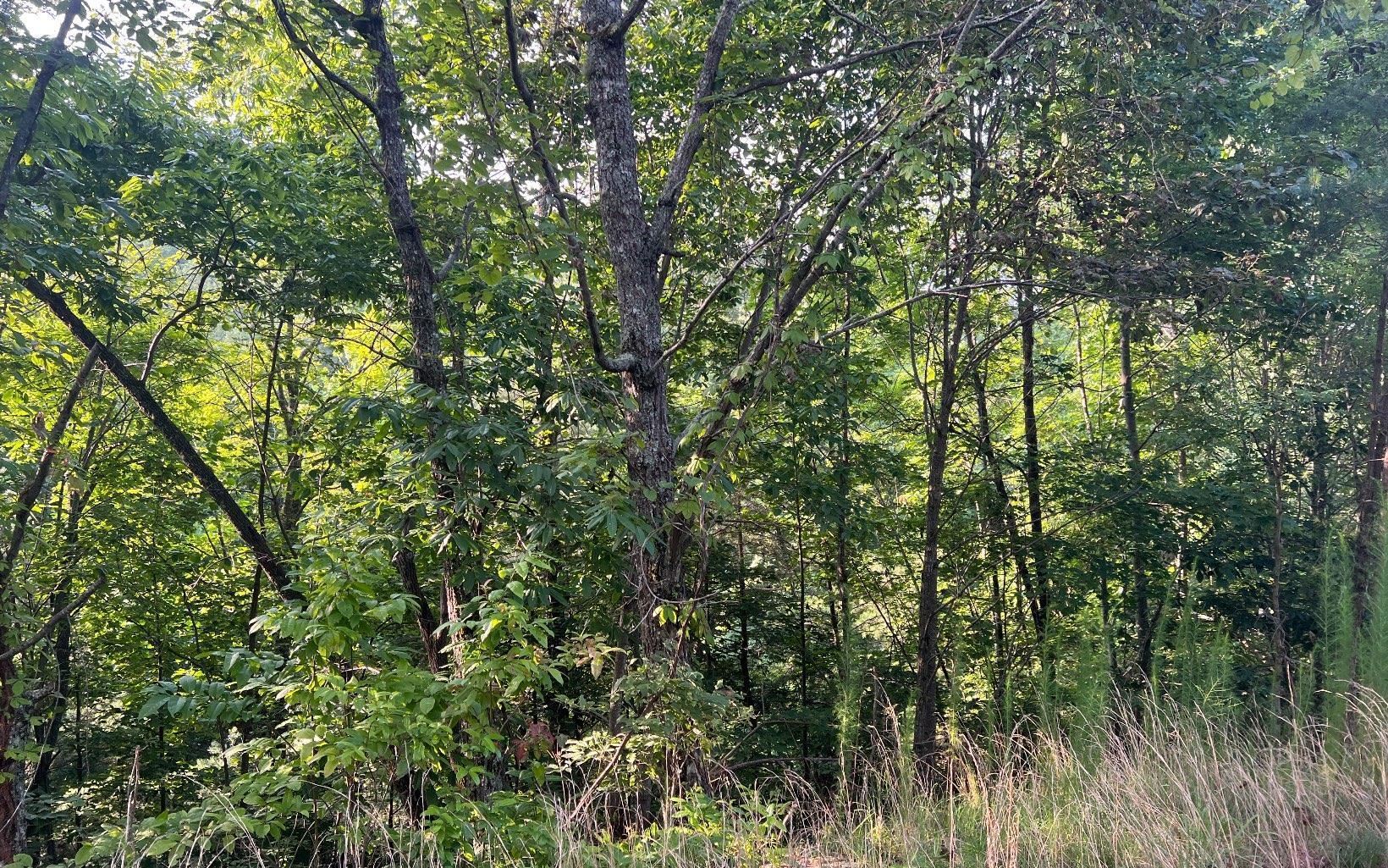 LOT 11 Preserve At Beach Mountain Property Photo 1