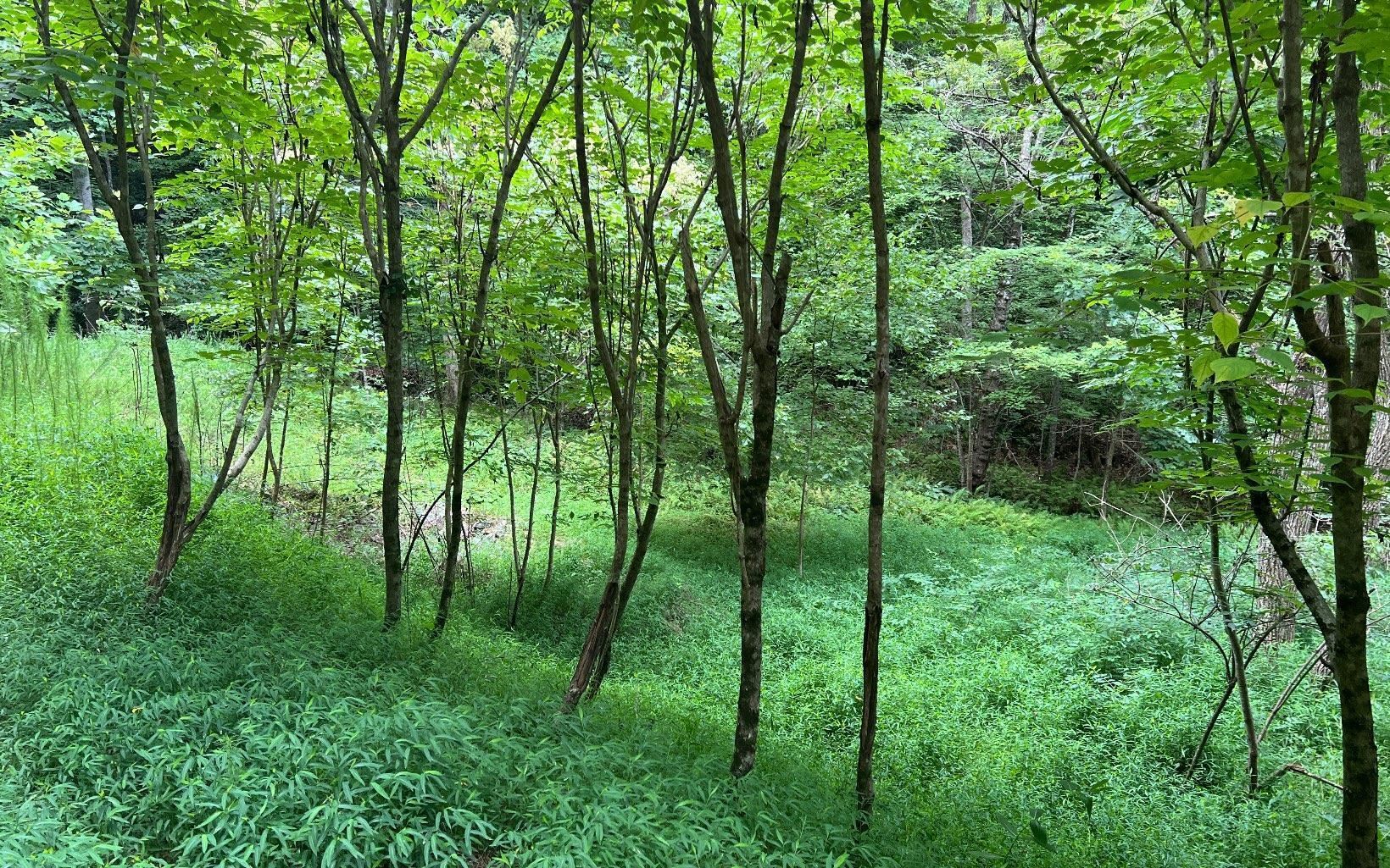 LOT 12 Preserve At Beach Mountain Property Photo 1