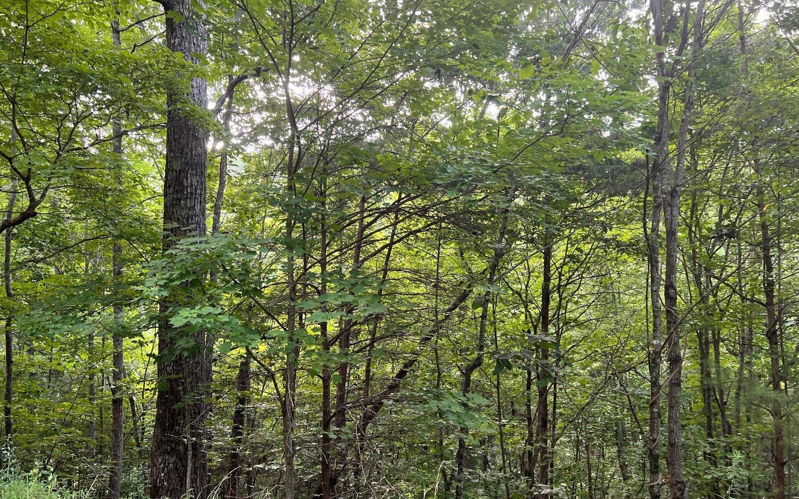 Lot 13 Preserve At Beach Mountain Property Photo 1