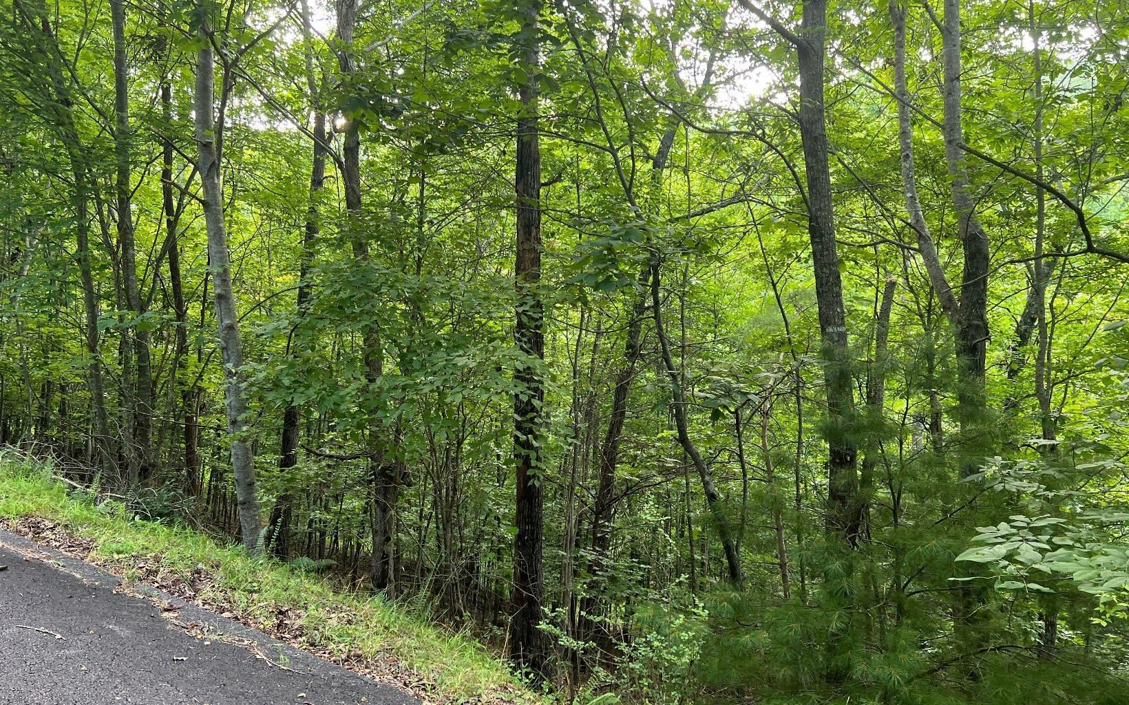 Lot 13 Preserve At Beach Mountain Property Photo 6