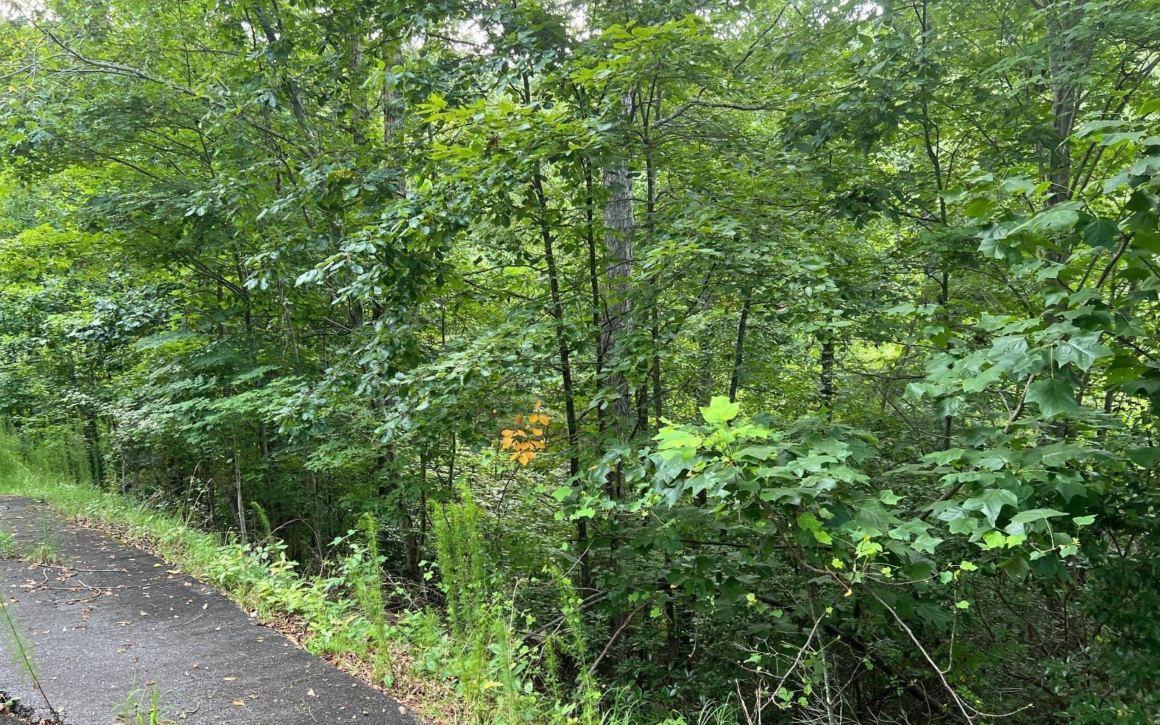 Lot 13 Preserve At Beach Mountain Property Photo 11