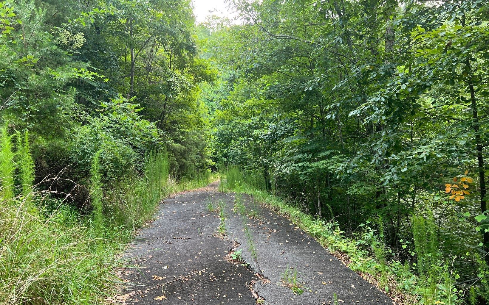 Lot 13 Preserve At Beach Mountain Property Photo 12