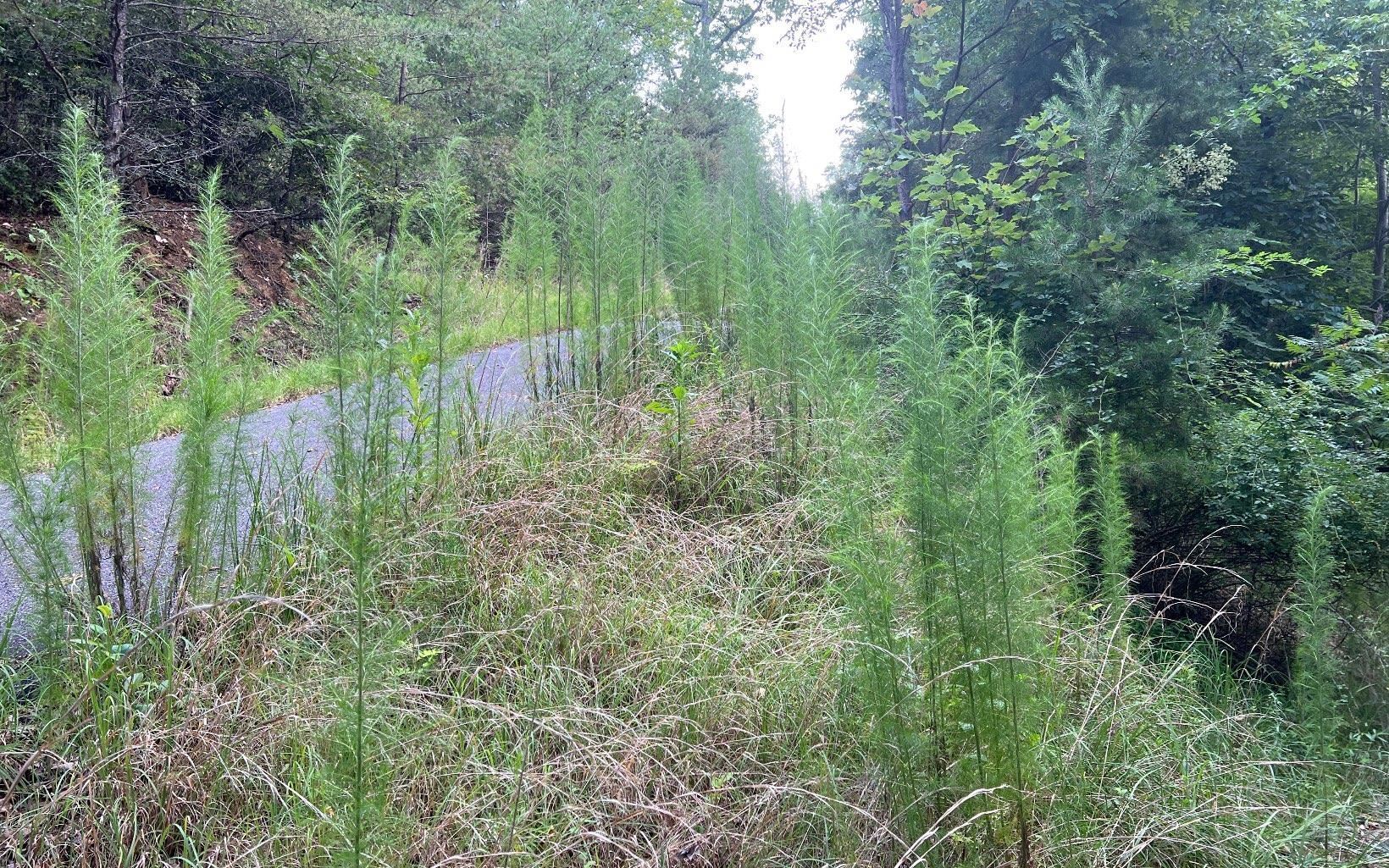 Lot 13 Preserve At Beach Mountain Property Photo 13