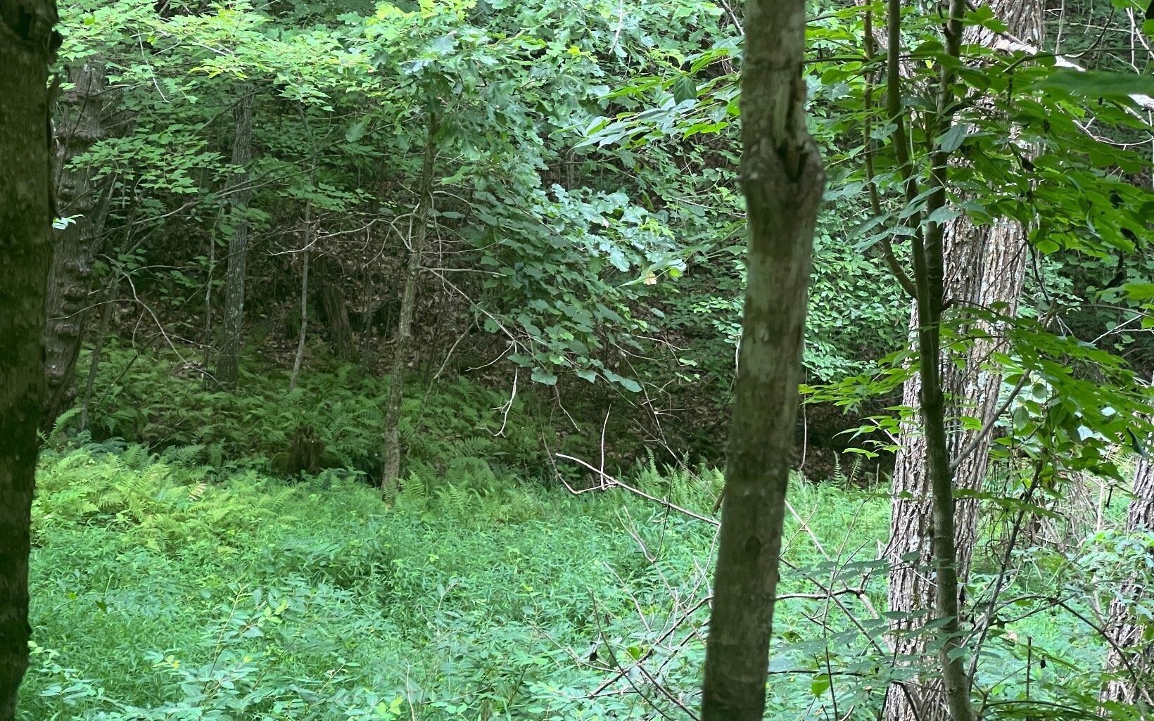 Lot 13 Preserve At Beach Mountain Property Photo 14