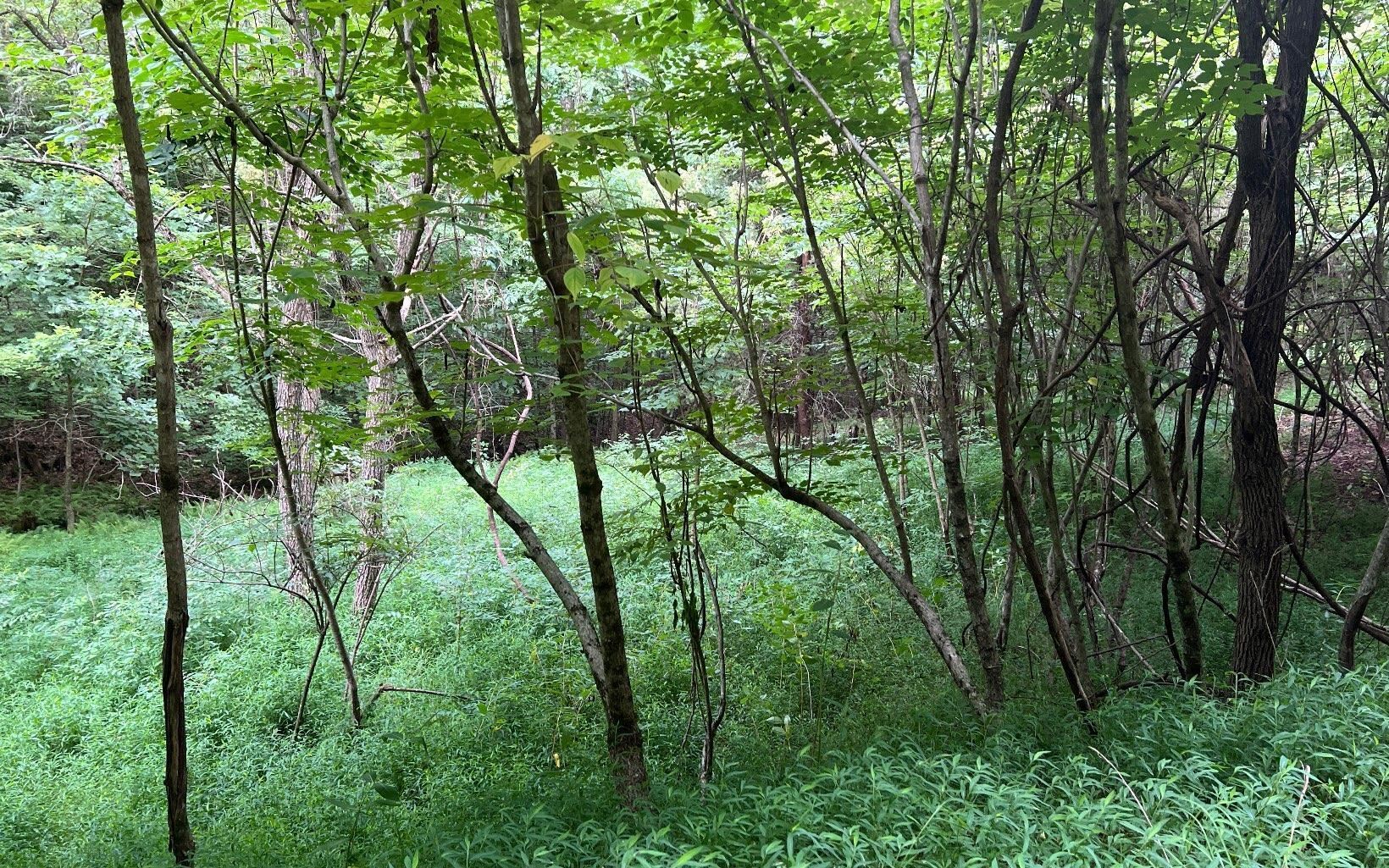 Lot 13 Preserve At Beach Mountain Property Photo 15