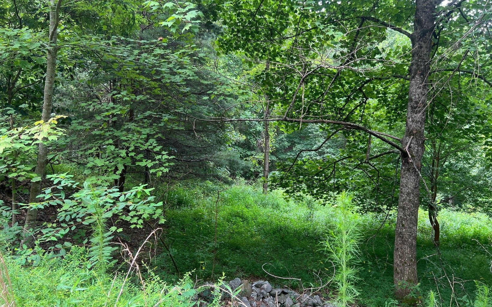 Lot 13 Preserve At Beach Mountain Property Photo 16