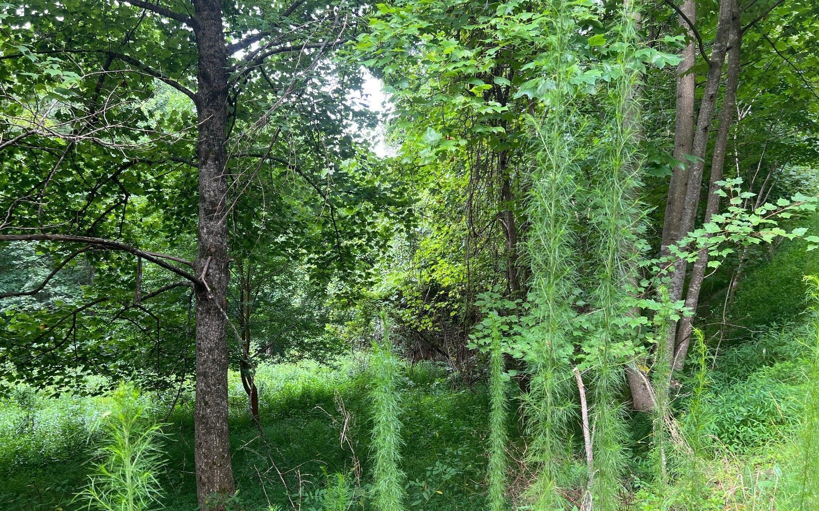 Lot 13 Preserve At Beach Mountain Property Photo 17