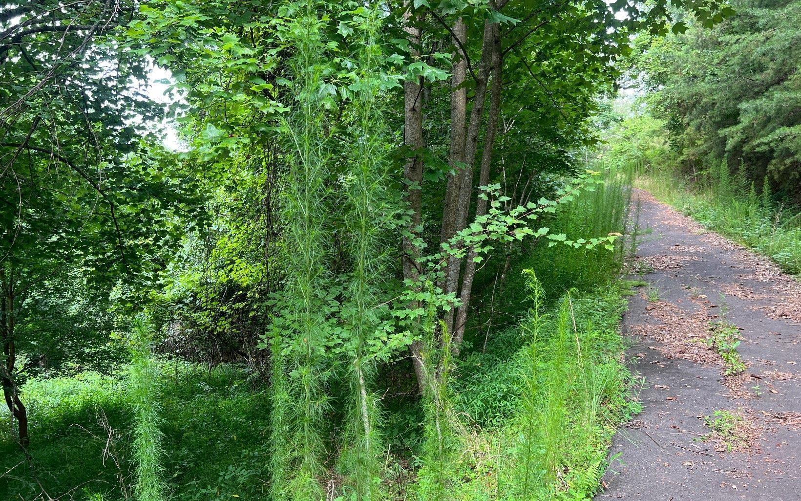 Lot 13 Preserve At Beach Mountain Property Photo 18