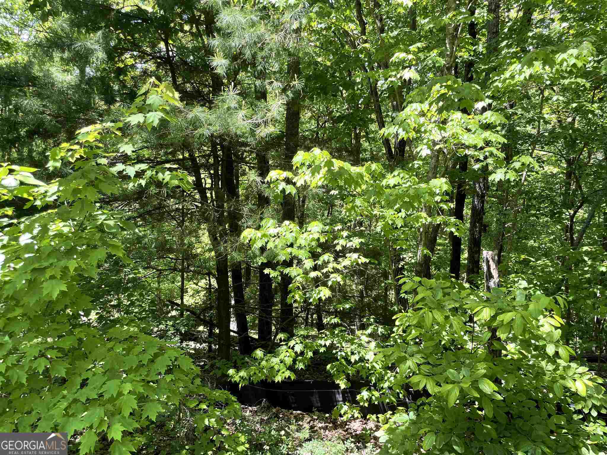 0 Teel Mountain Lane # 42 Property Photo 1