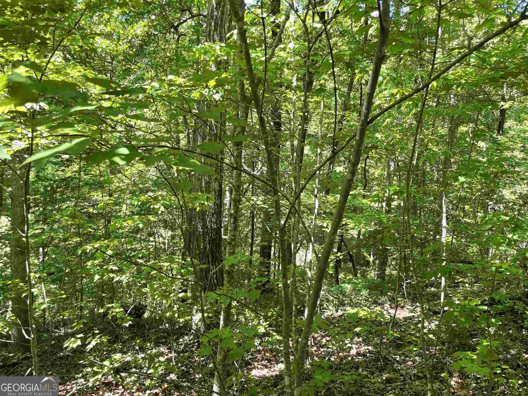 0 Teel Mountain Lane # 42 Property Photo 3