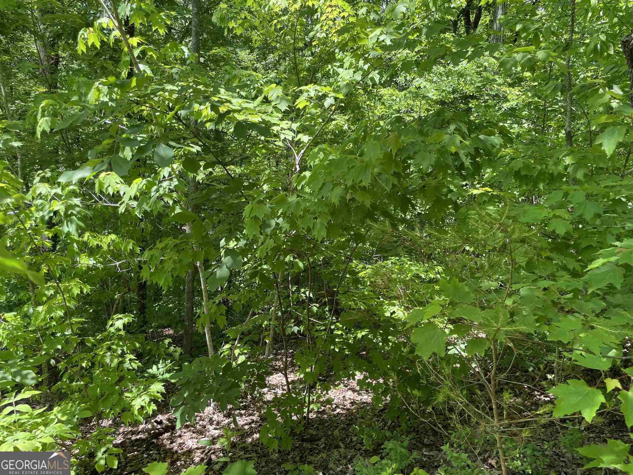 0 Teel Mountain Lane # 42 Property Photo 4