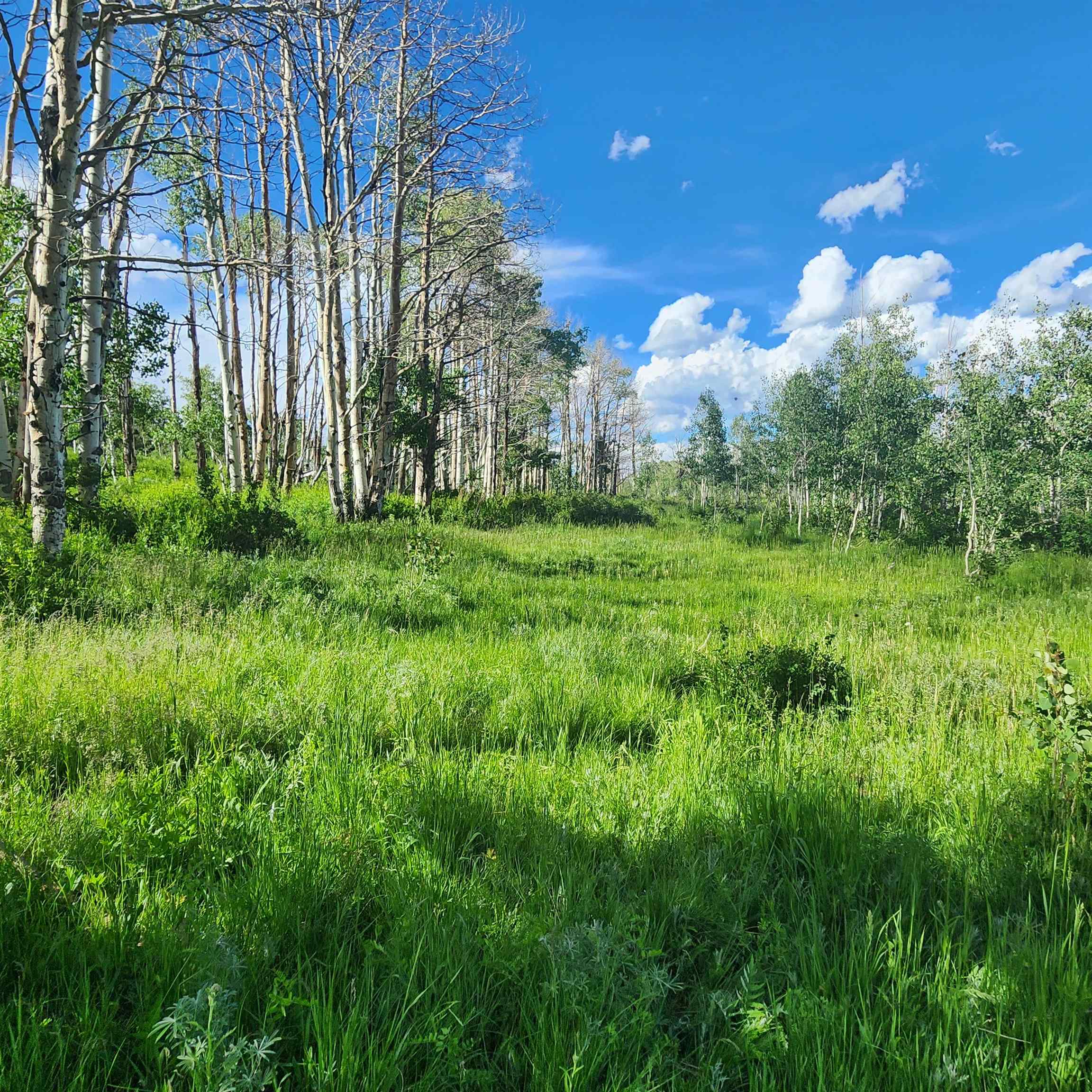 Tbd Zs Road Property Photo 2