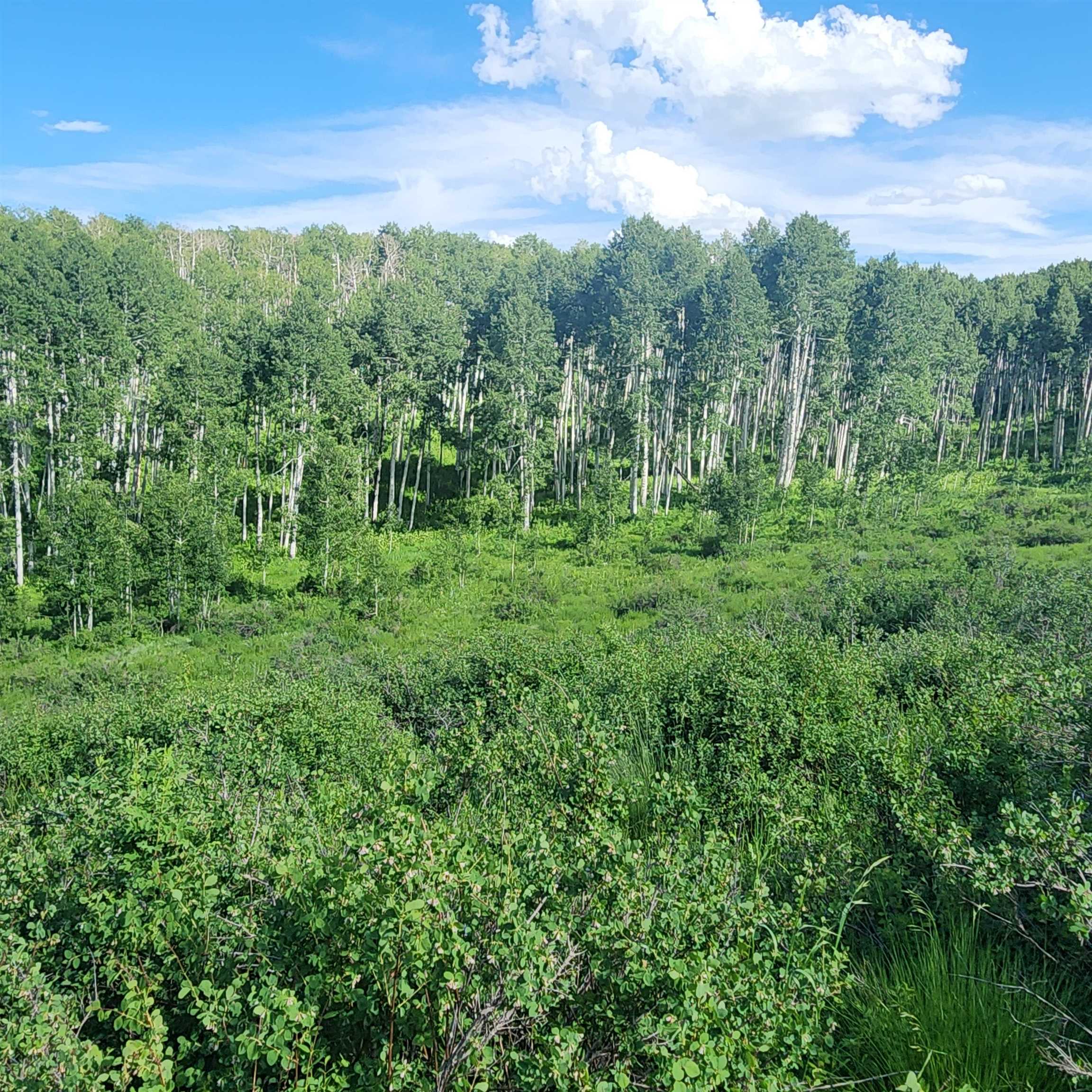 Tbd Zs Road Property Photo 8