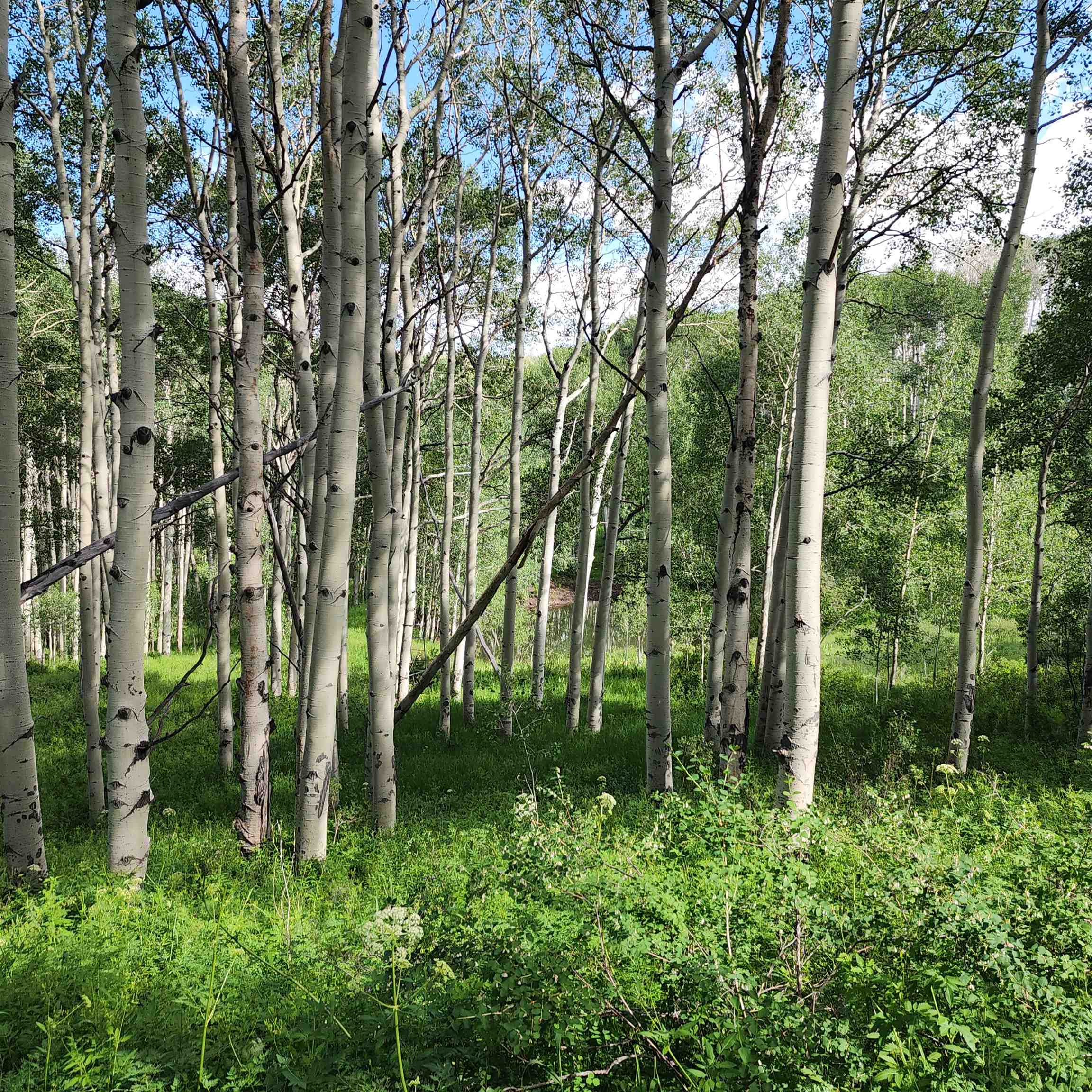 Tbd Zs Road Property Photo 13