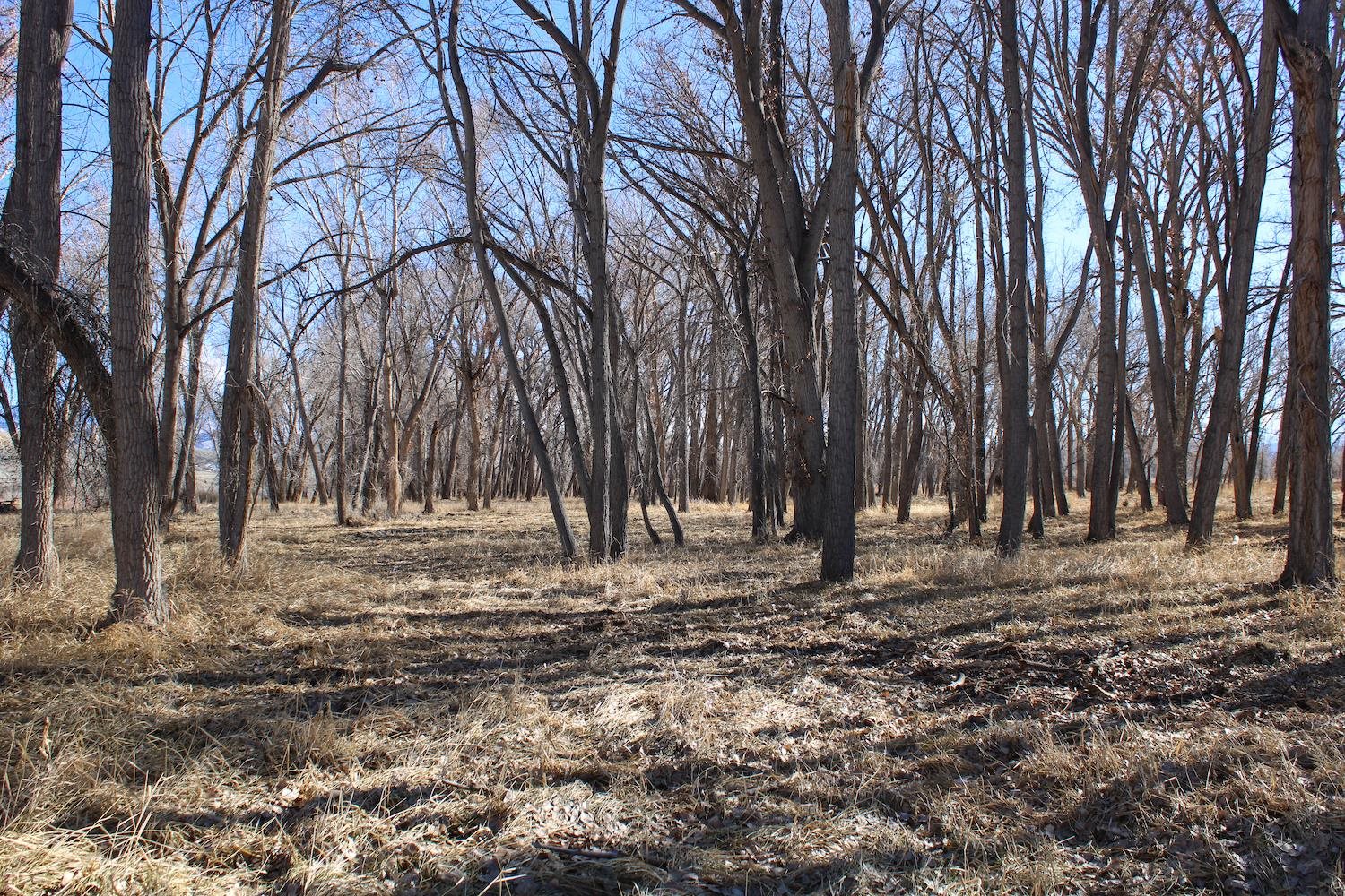 66361 & 66371 Riverside Road Property Photo 22