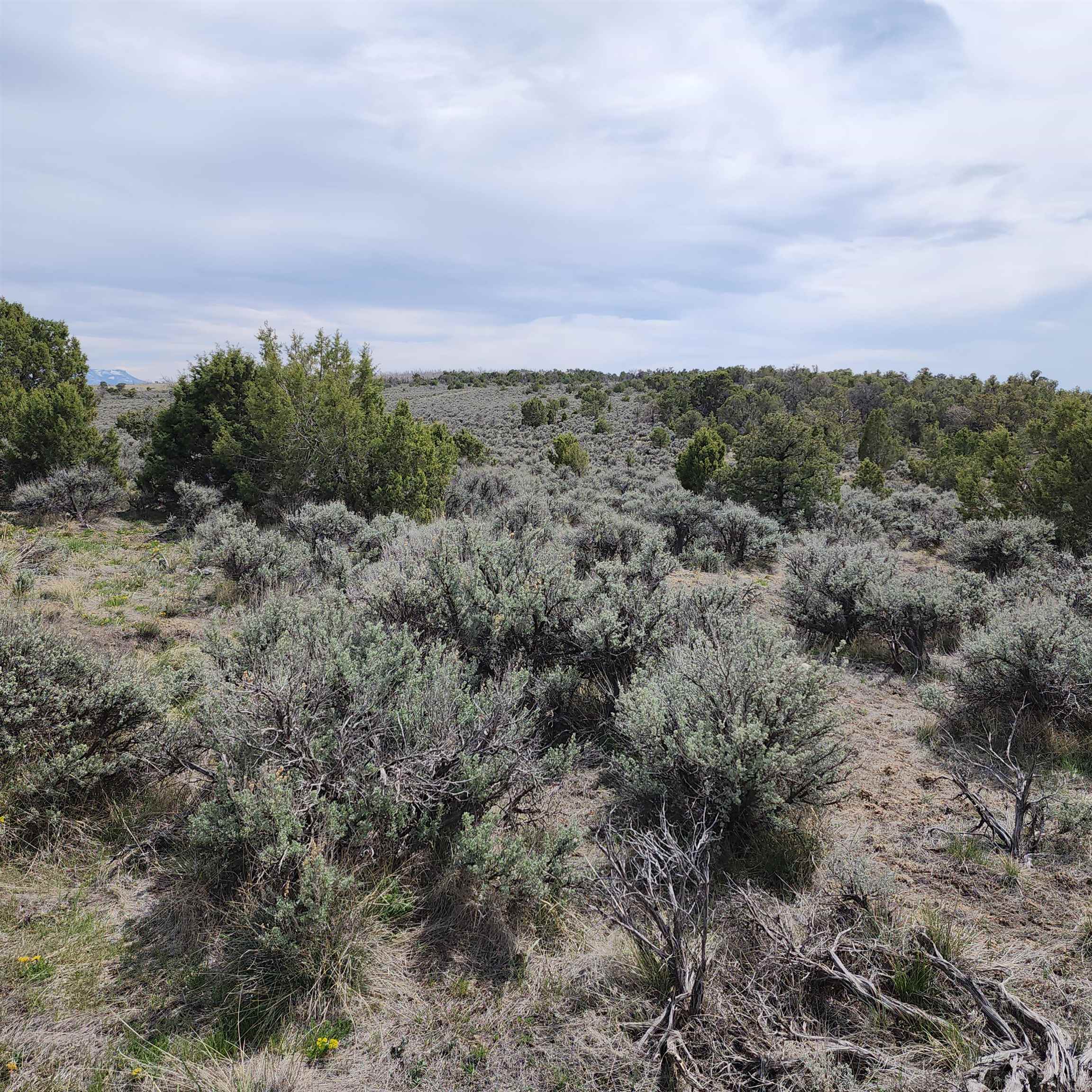 1775 35 1/10 Road Property Photo 21