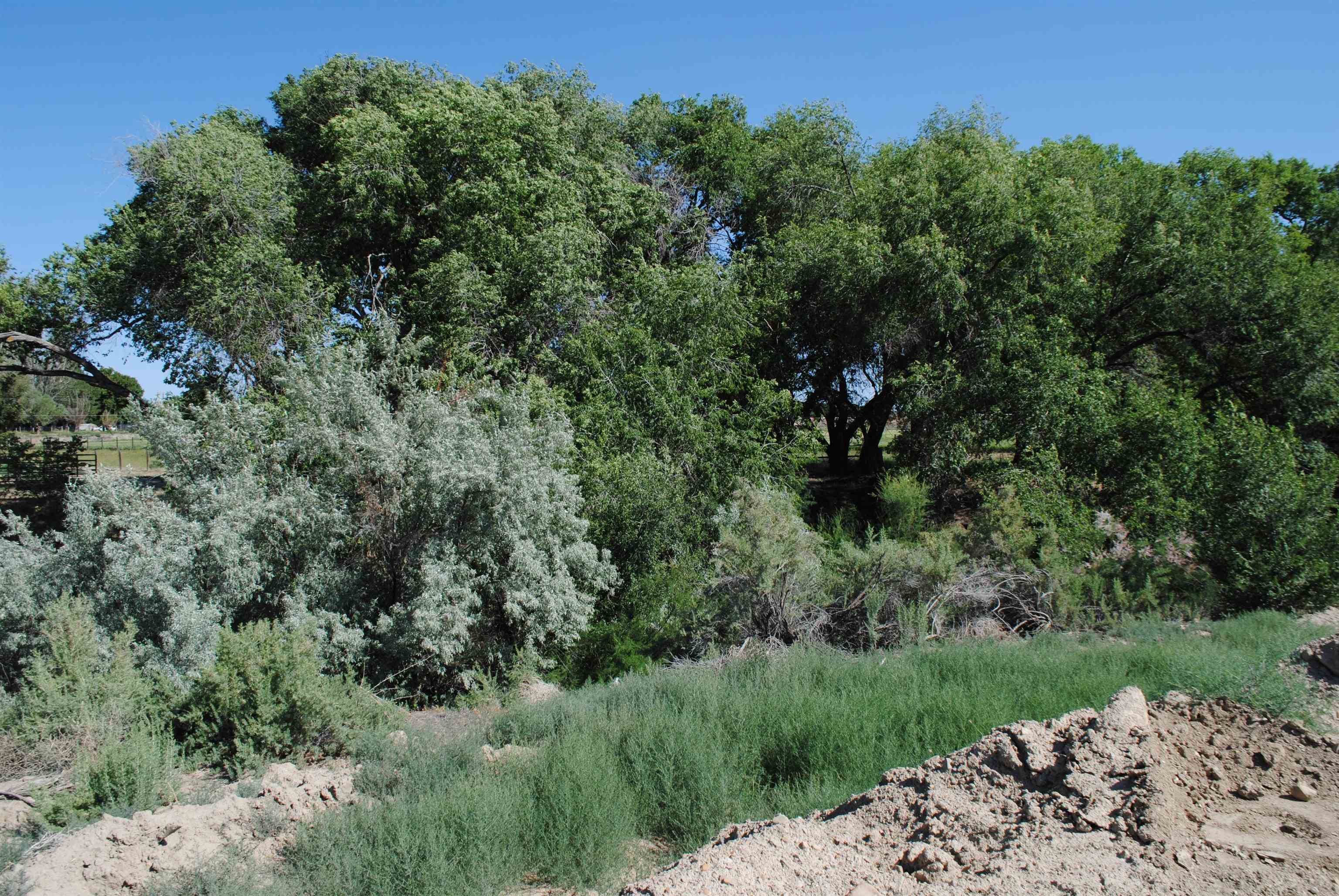 2599 Maroon Creek Court Property Photo 15