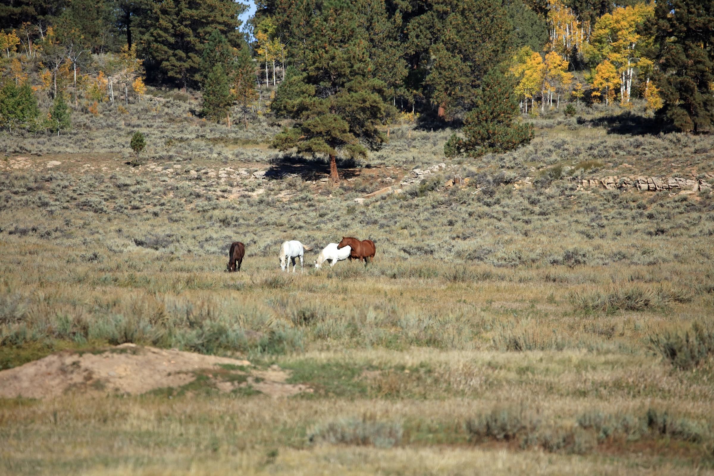 Tbd Divide Road Property Photo 1