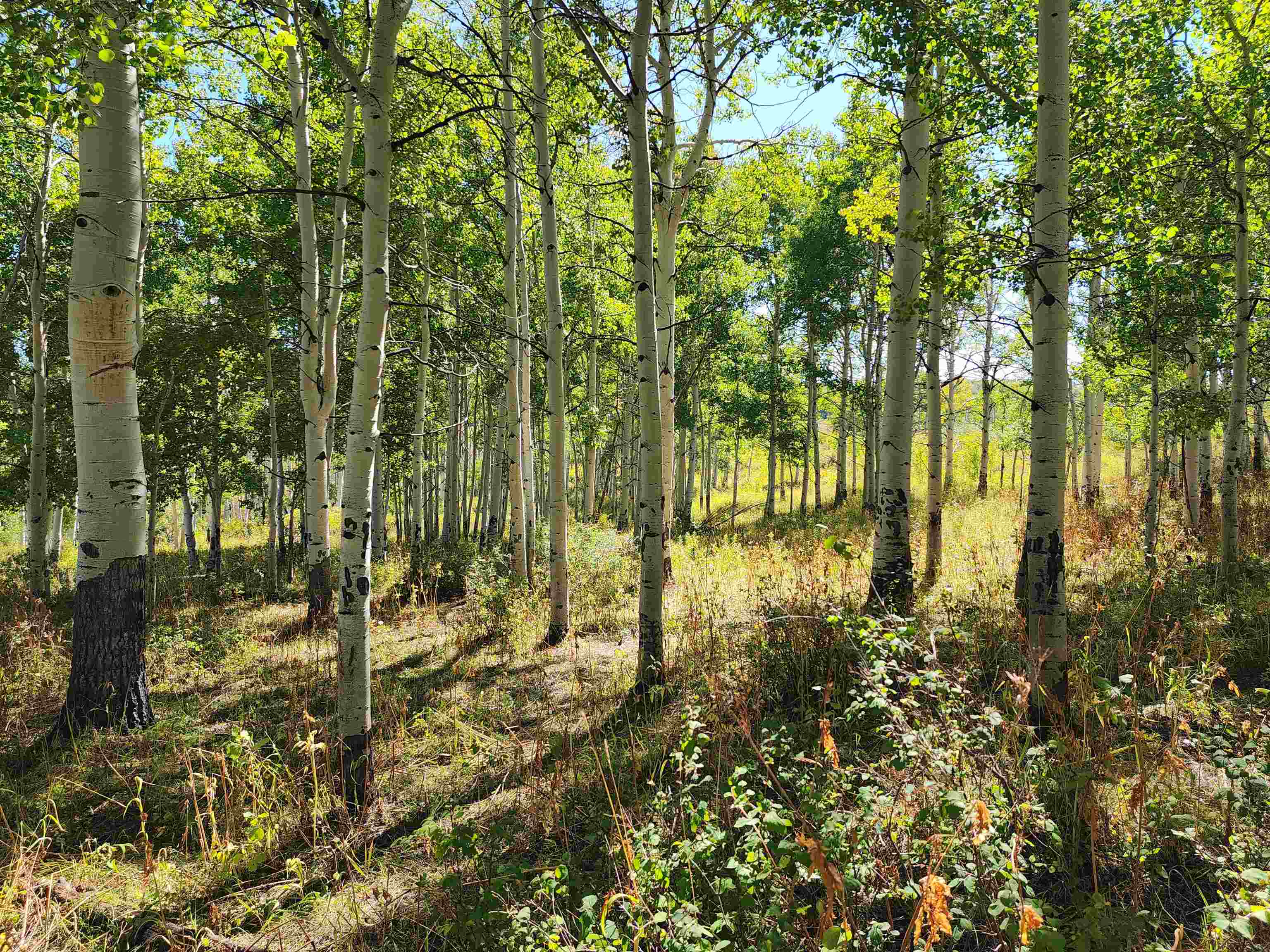 2586 26 1/10 Road Property Photo 17