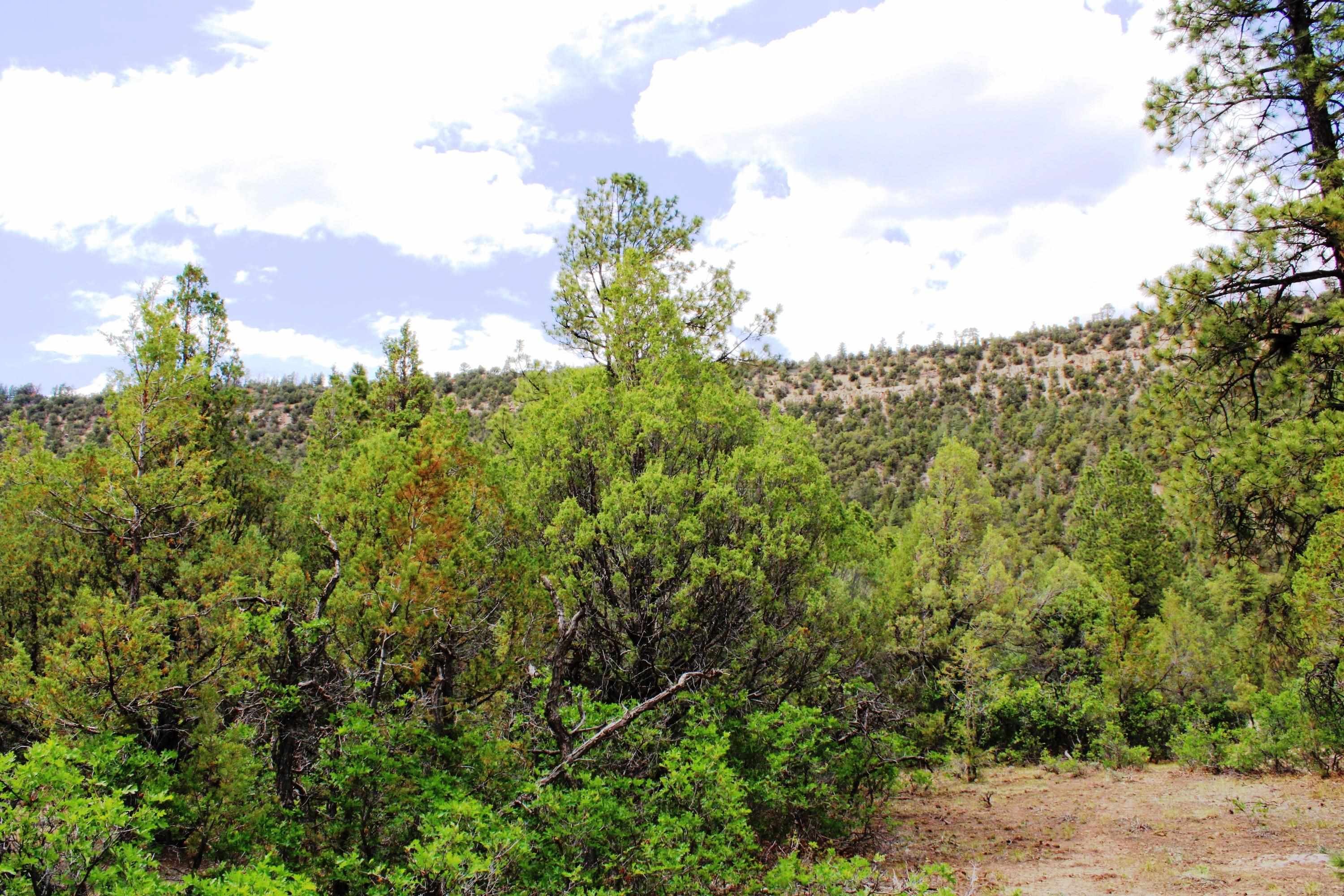 Tbd Old Relay Road Property Photo 13