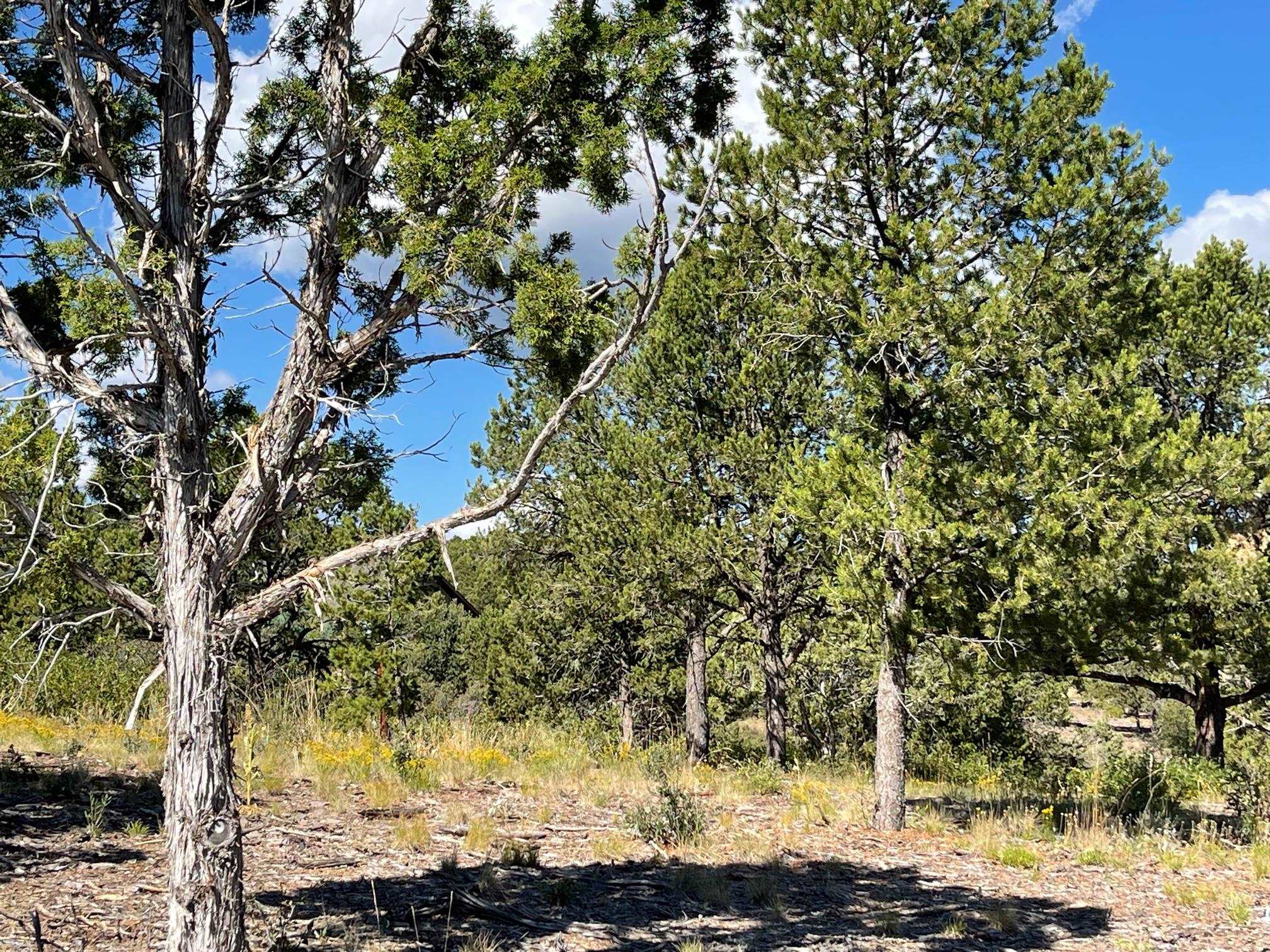 Tbd Pine Drive Property Photo 10