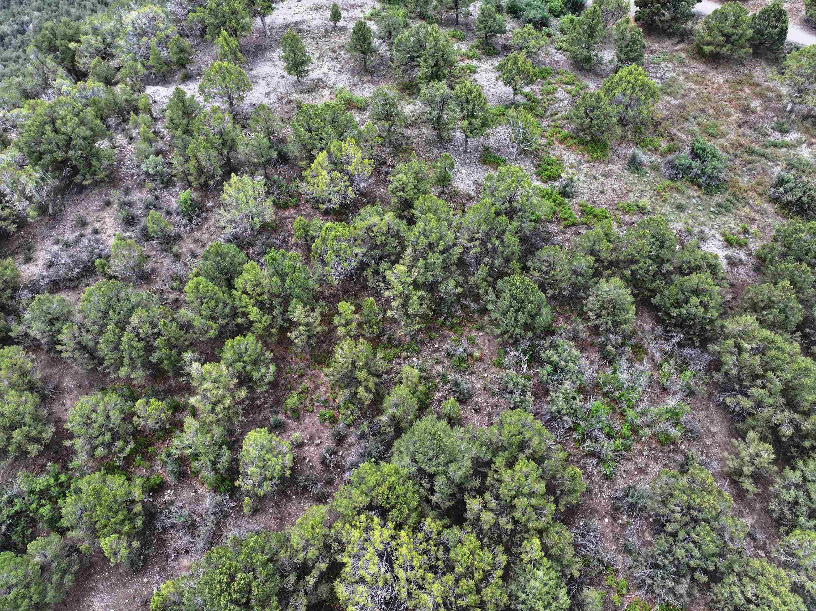 Tbd Pine Drive Property Photo 16
