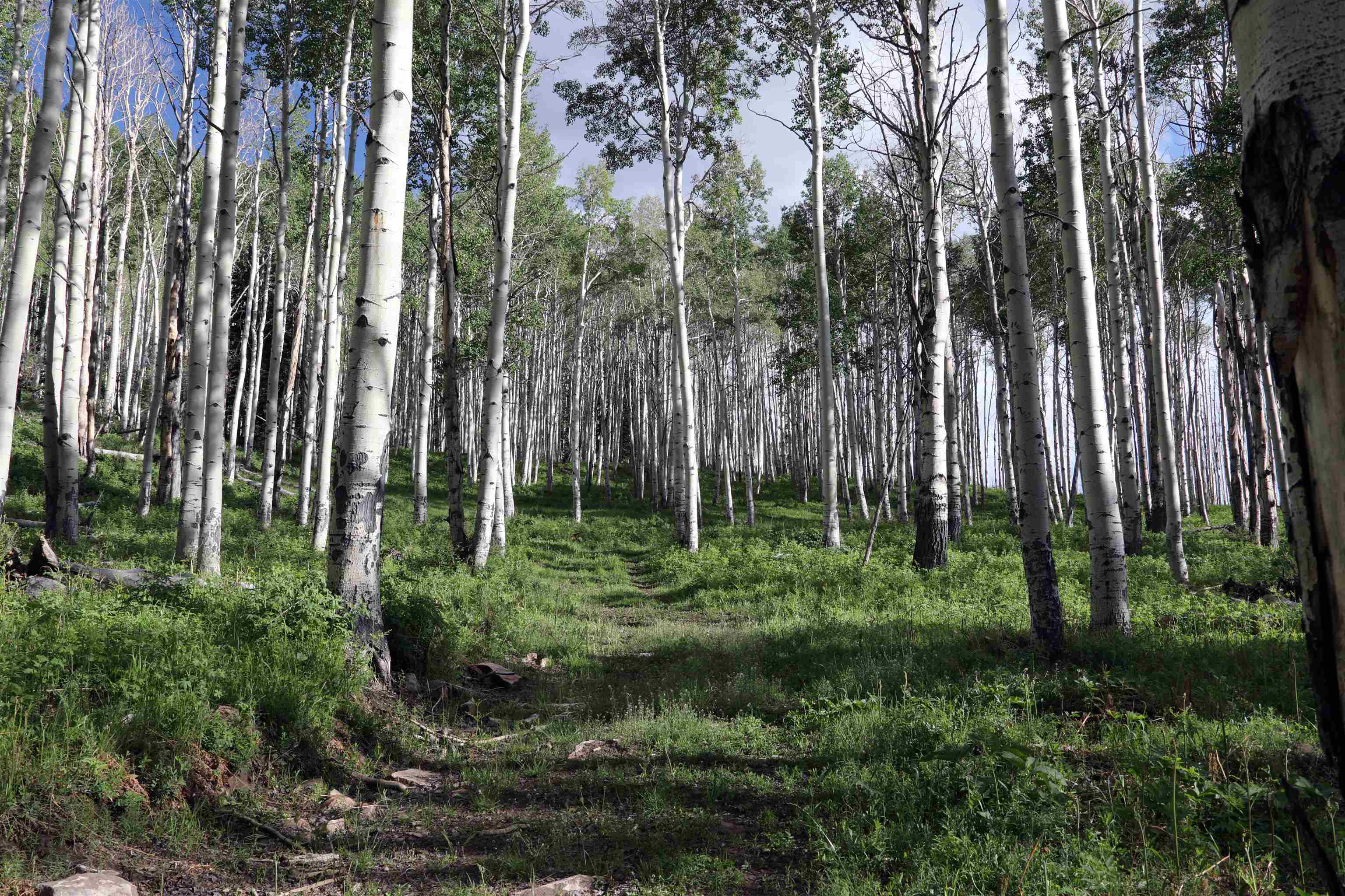 Tbd Ms Road Property Photo 4