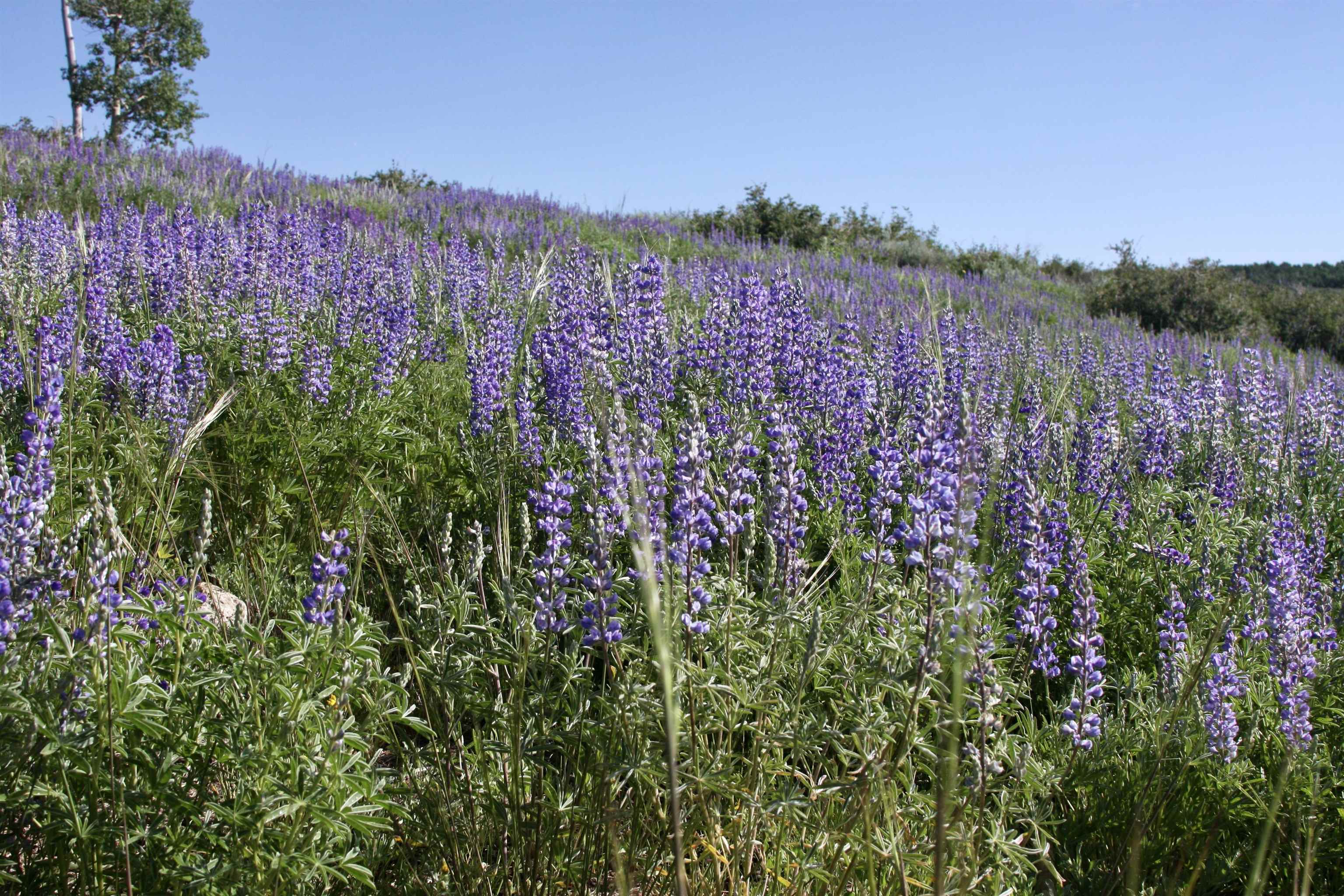 12951 Ms Road Property Photo 8